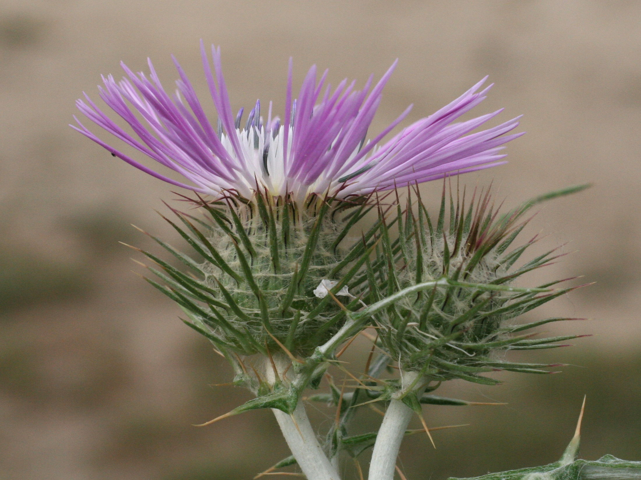 Afficher le média Galactites_elegans Galactites_elegans