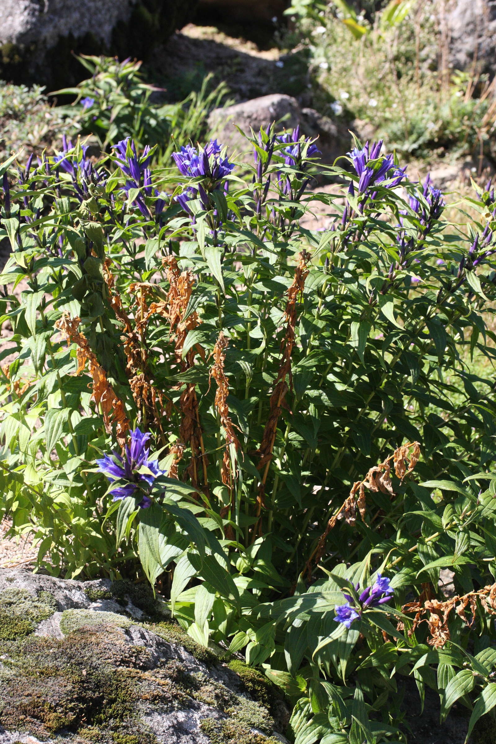 gentiana_asclepiadea1md