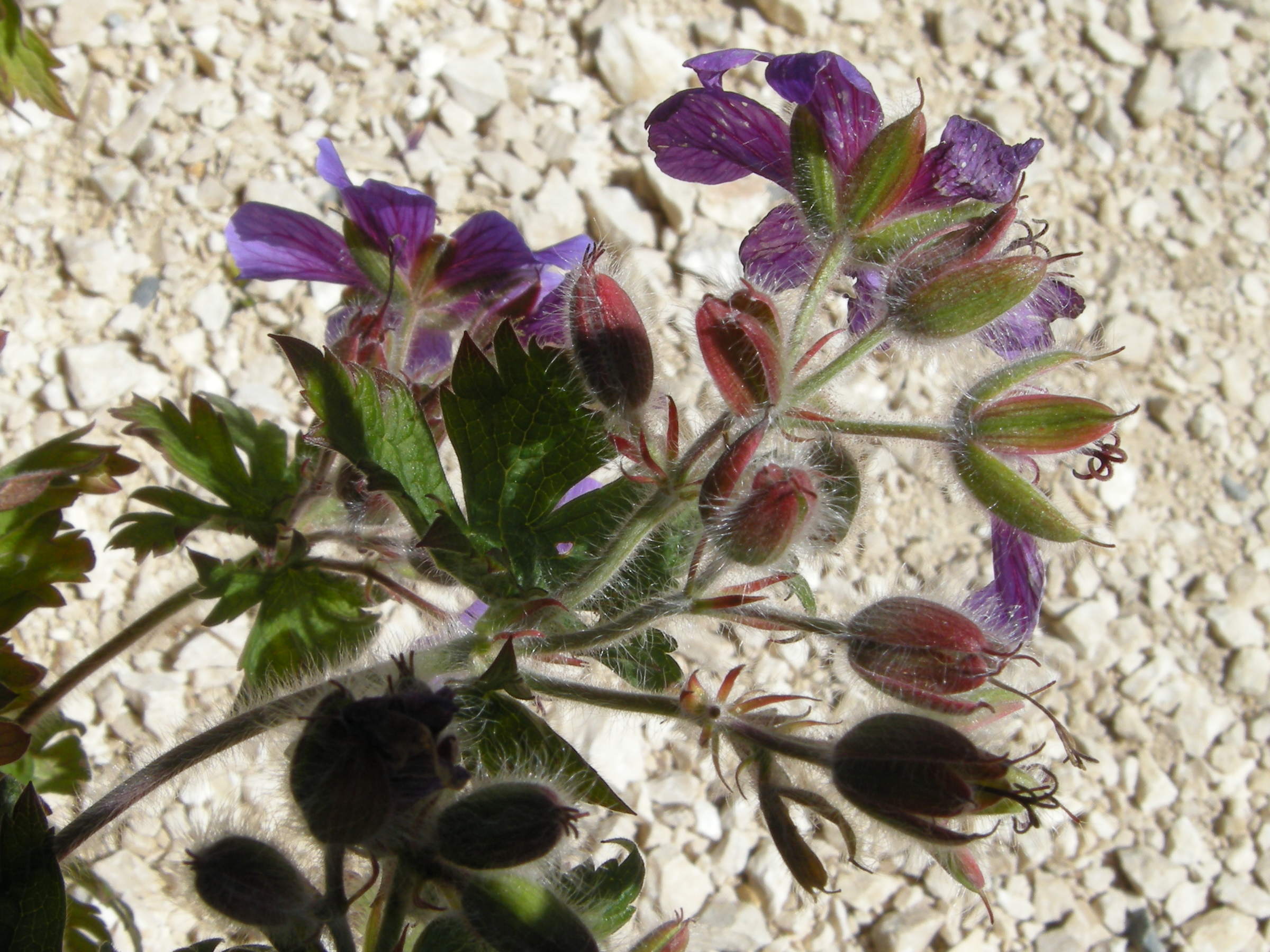 Afficher le média geranium_ibericum_jubatum3md geranium_ibericum_jubatum3md