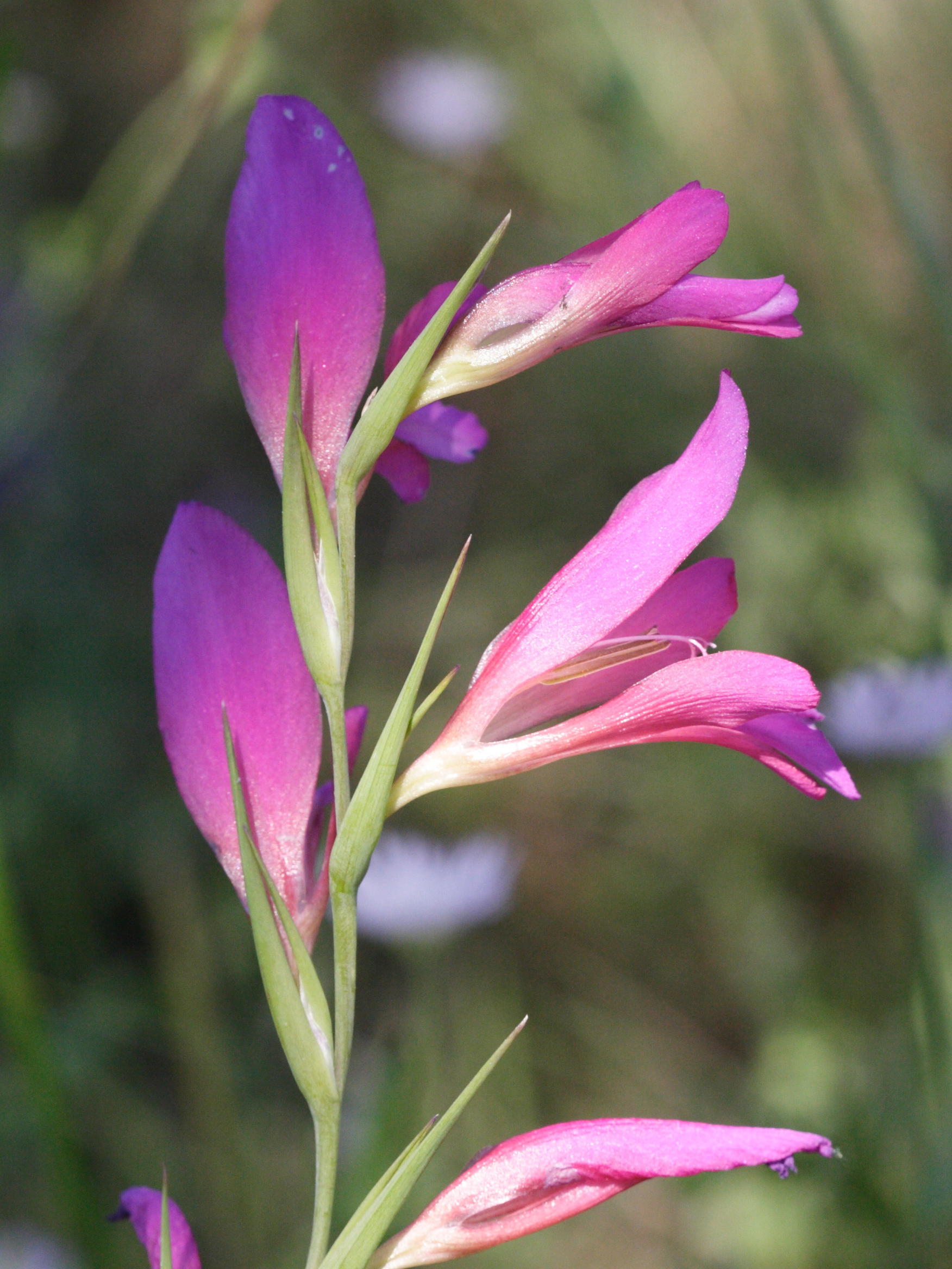gladiolus_italicus3md