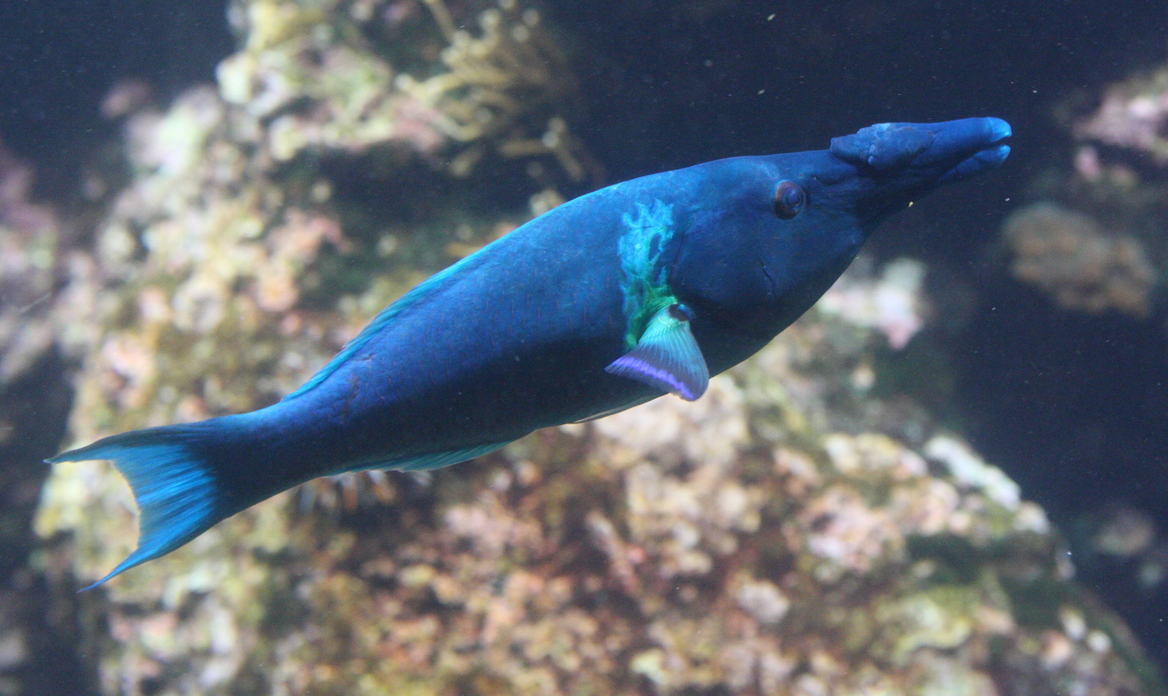 gomphosus_caeruleus1bmd