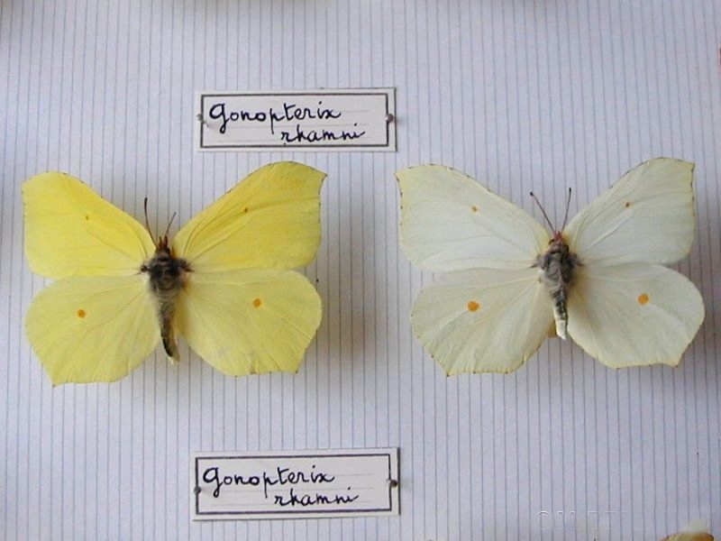 gonepteryx_rhamni0md