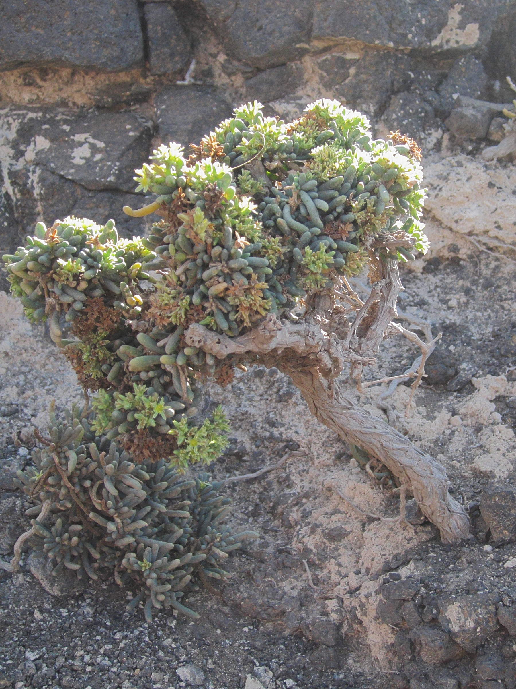 Afficher le média gymnocarpos_decandrus1bd gymnocarpos_decandrus1bd