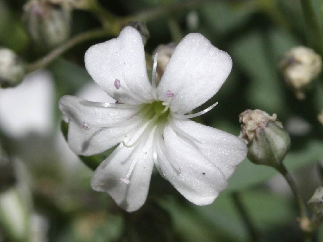 gypsophila_repens3bd