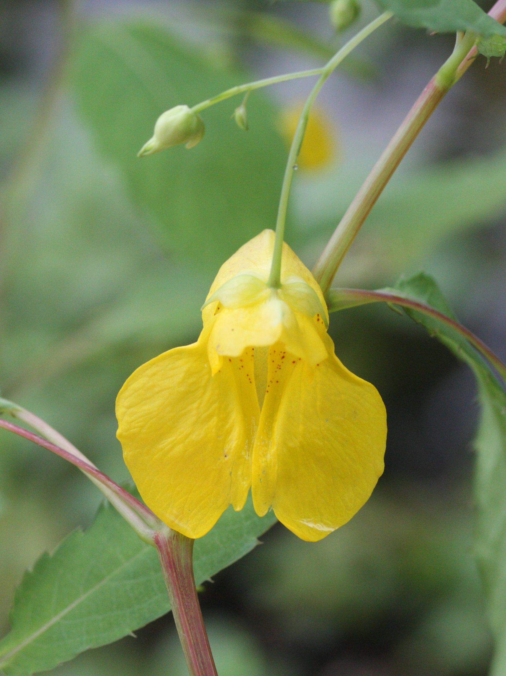 impatiens_noli-tangere2md