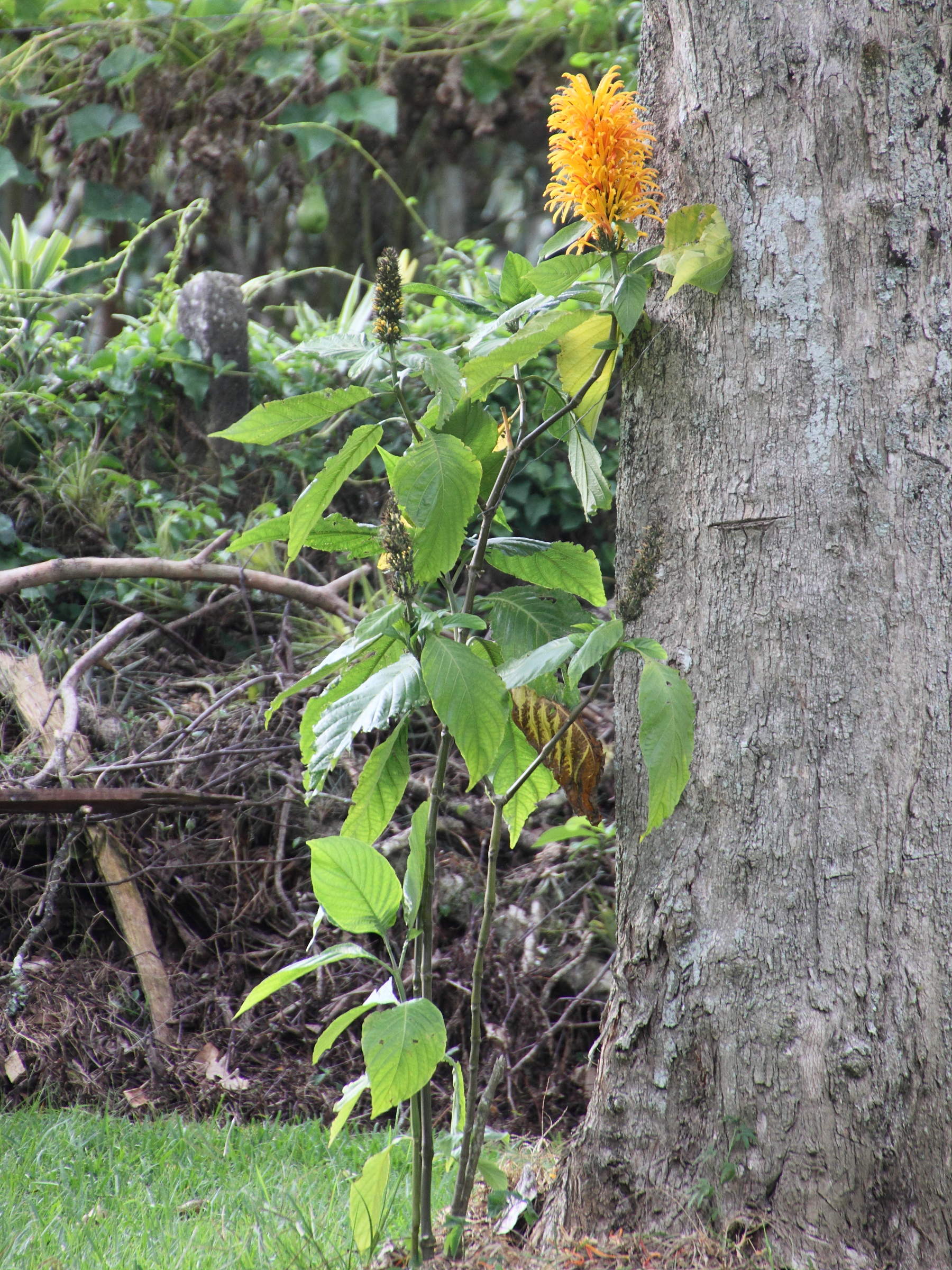 Afficher le média justicia_aurea1md justicia_aurea1md