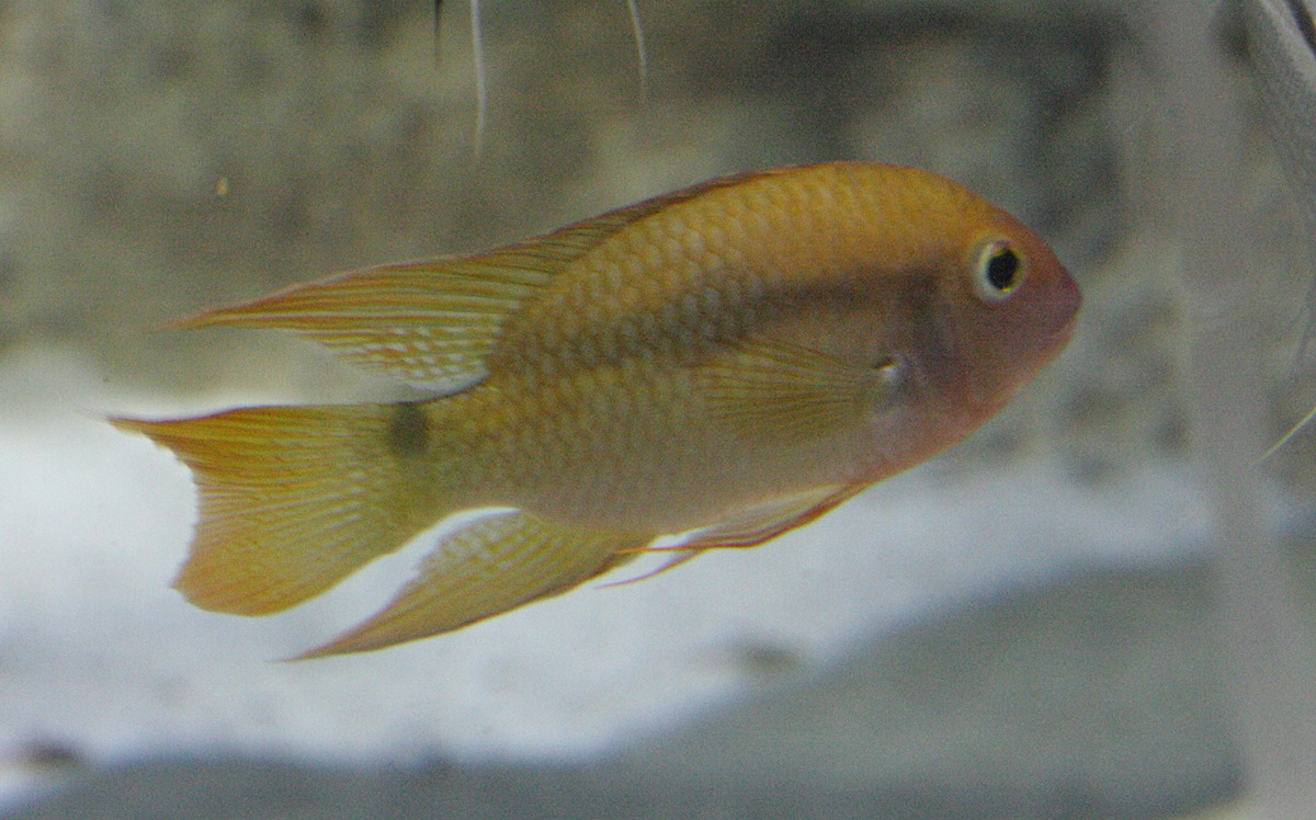 krobia_guianensis1bd