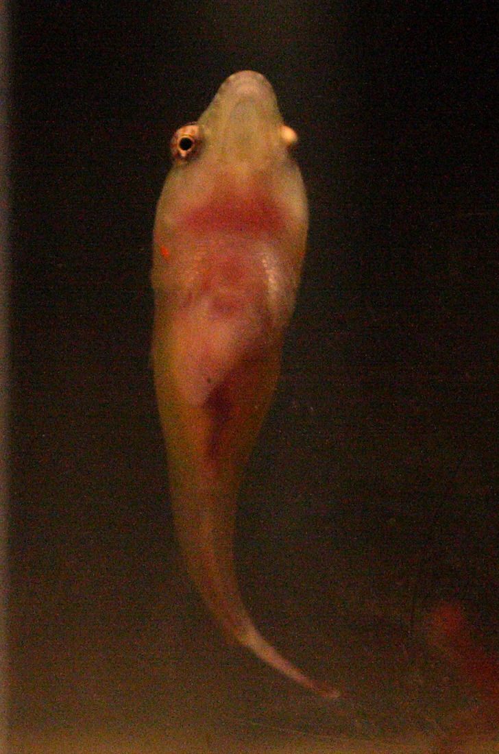 Lepadogaster_candollei