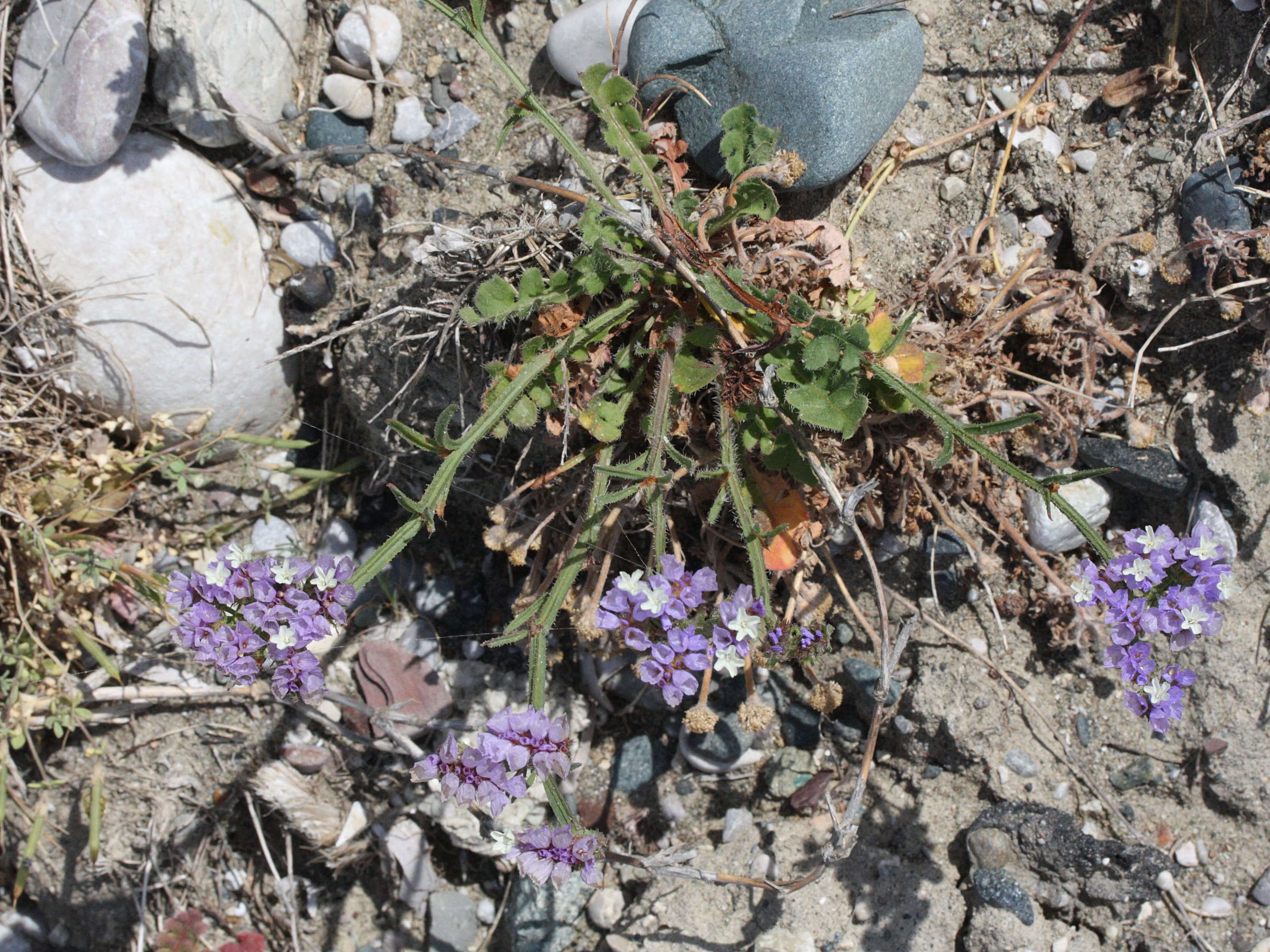 limonium_sinuatum1md