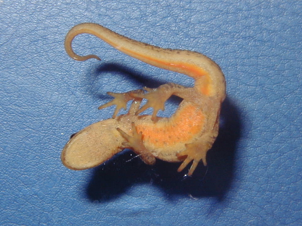 lissotriton_vulgaris4md