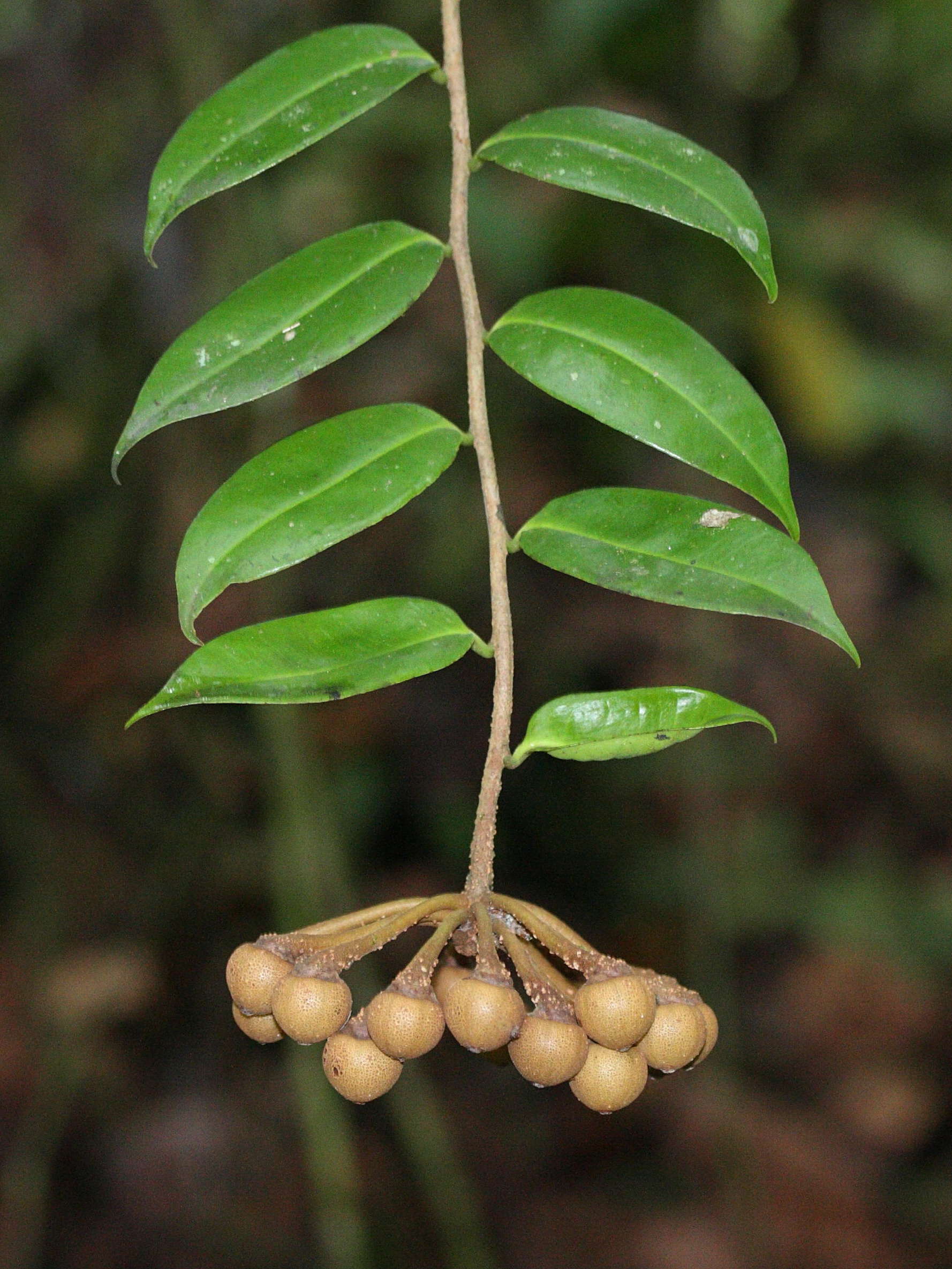 marcgravia_umbellata3md