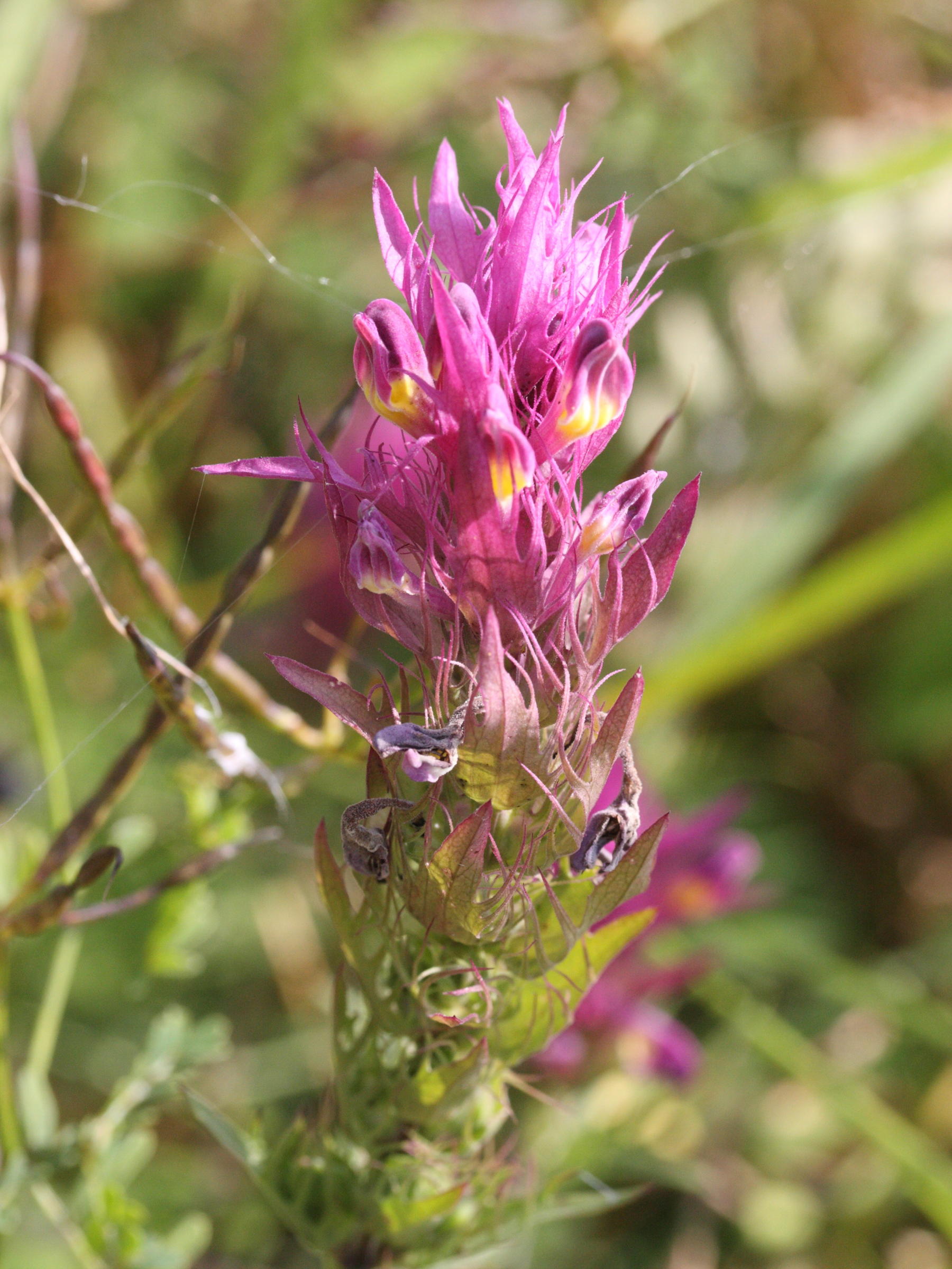 melampyrum_arvense1md