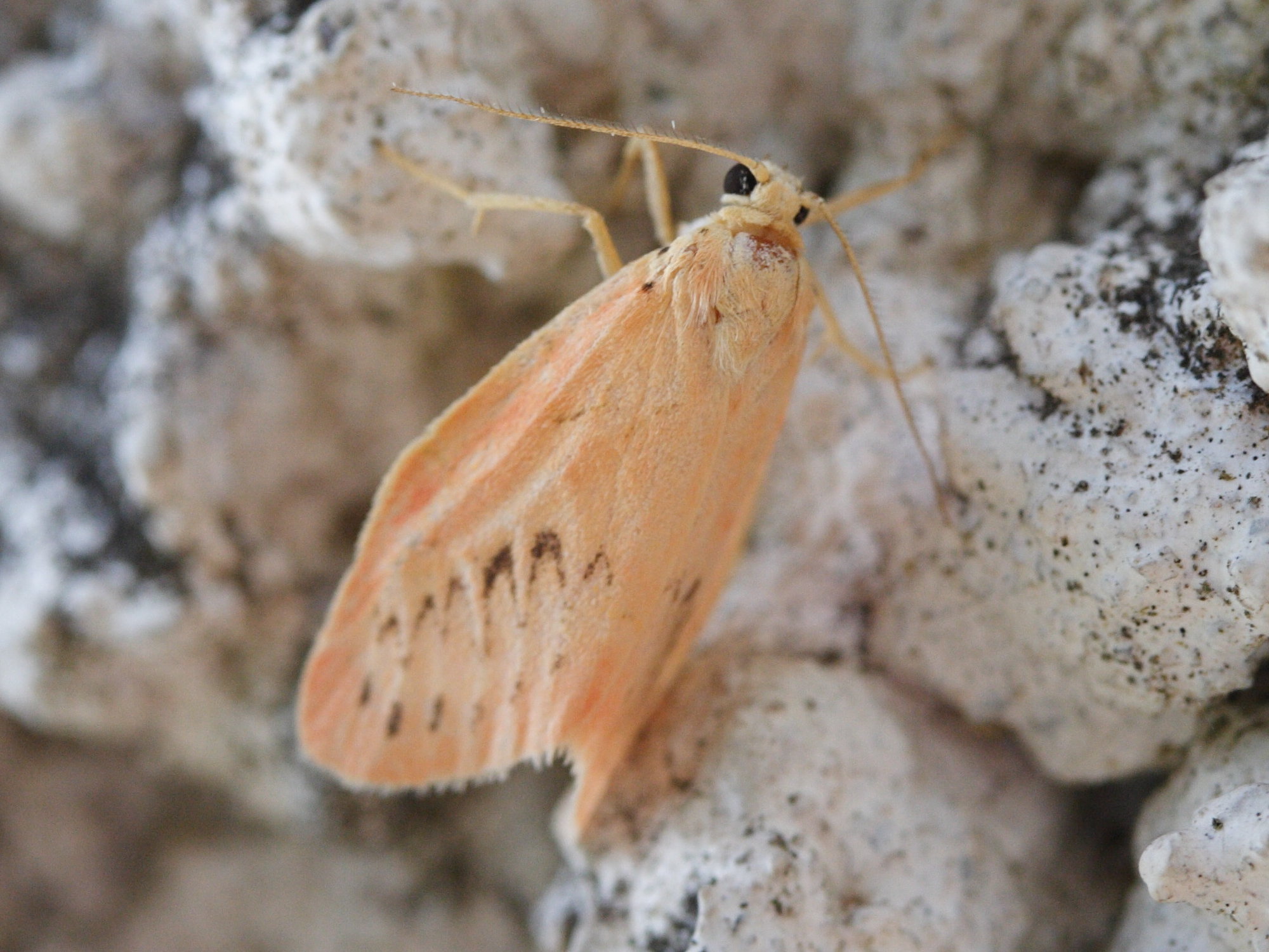 miltochrista_miniata2md