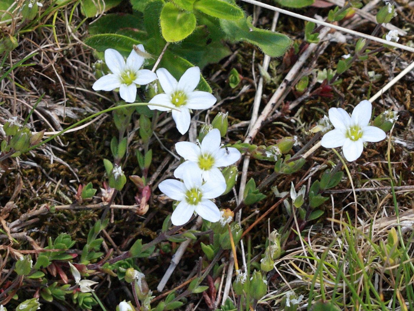 Afficher le média minuartia_rupestris1bd minuartia_rupestris1bd