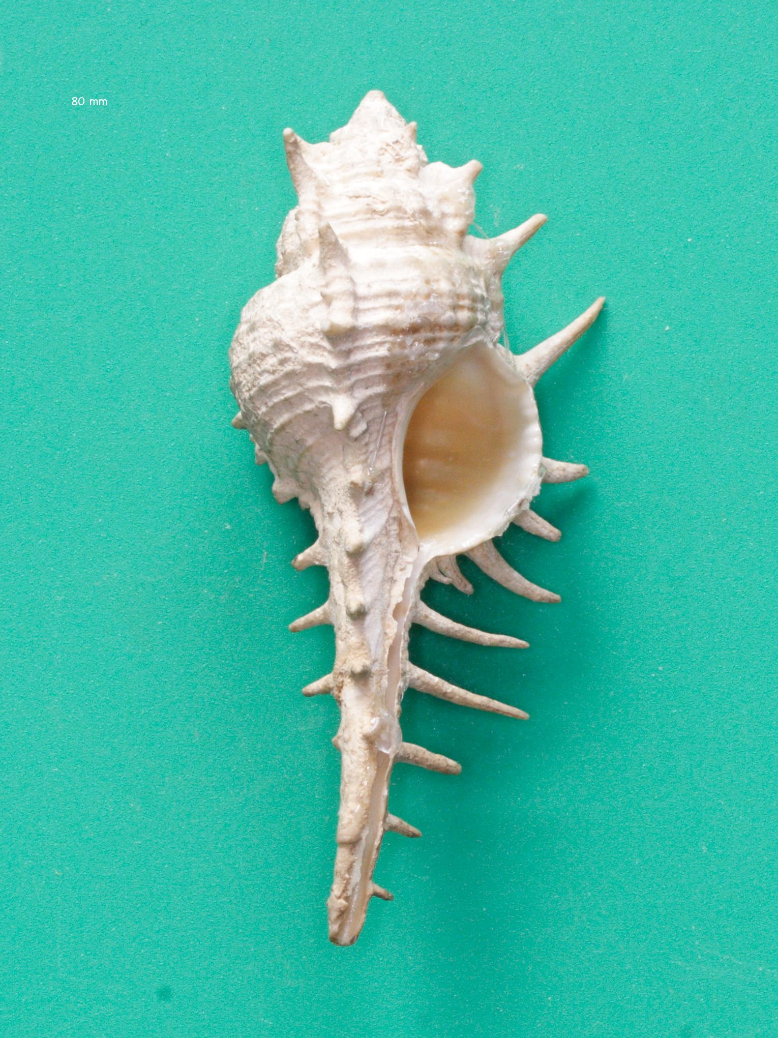 murex_tenuirostrum2md