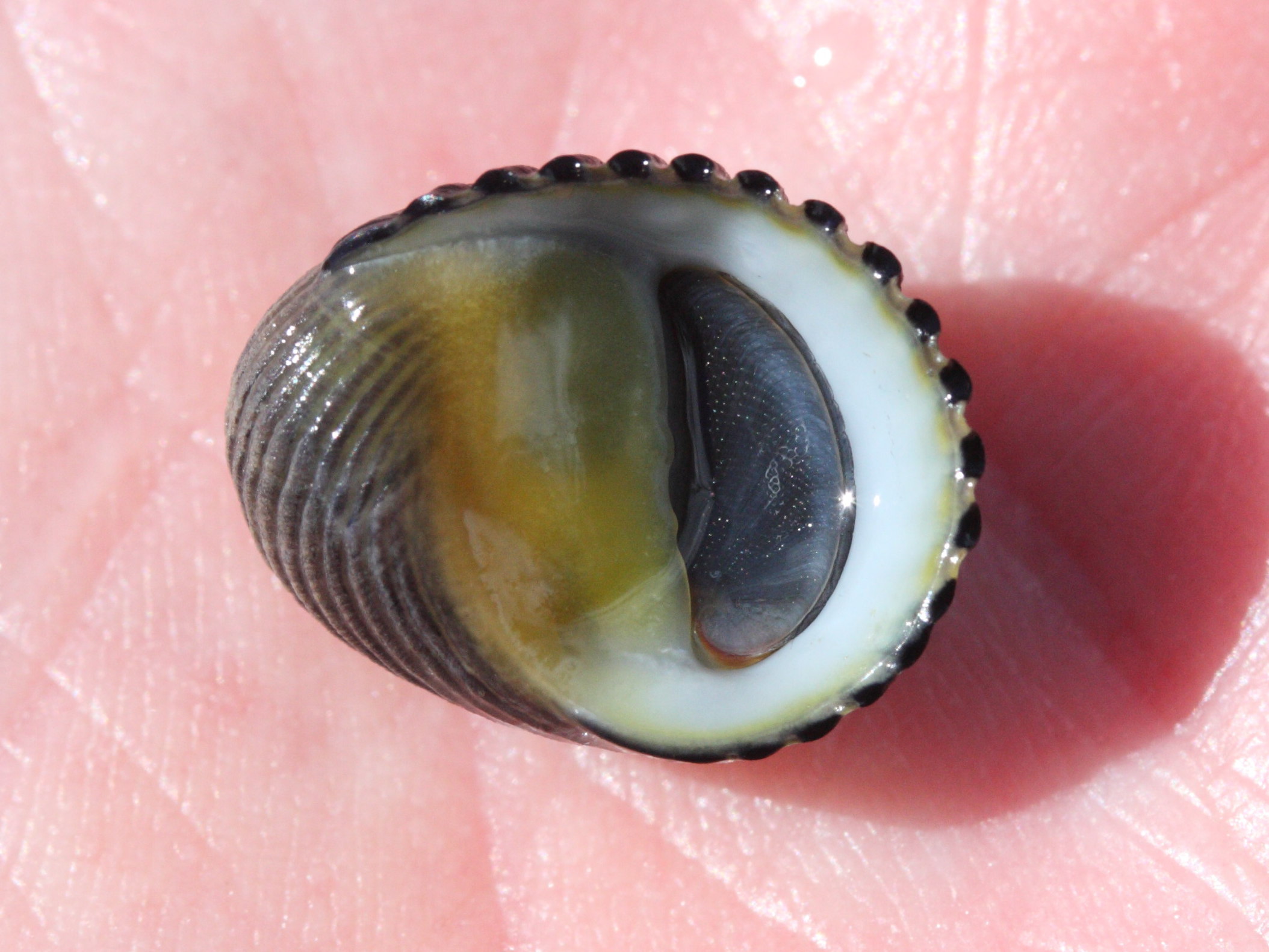 nerita_magdalenae2md