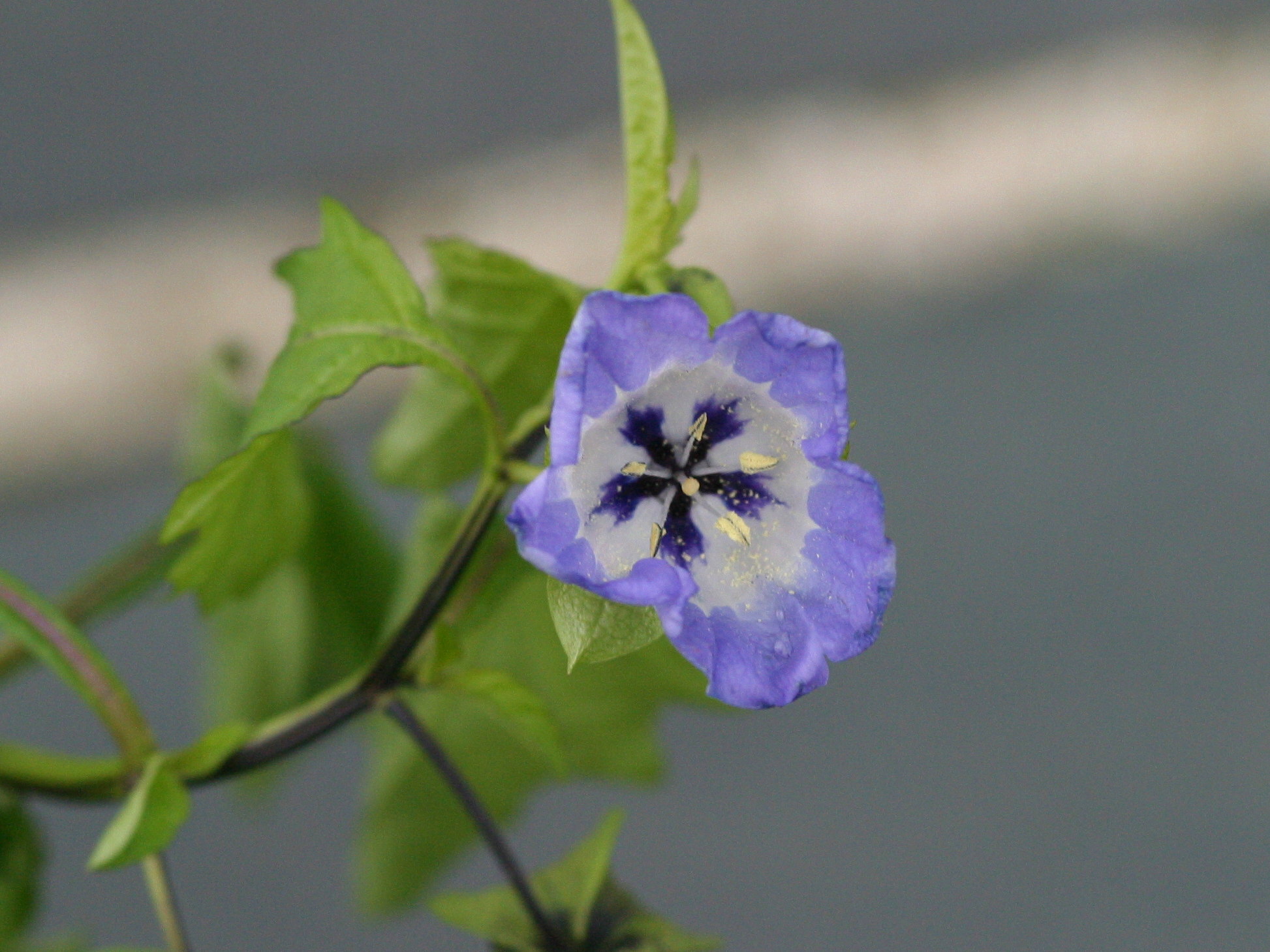 Nicandra_physalodes