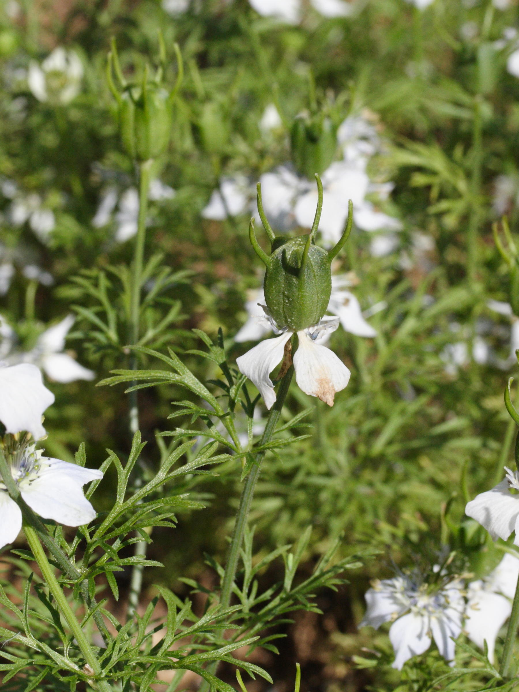 Afficher le média nigella_sativa5md nigella_sativa5md