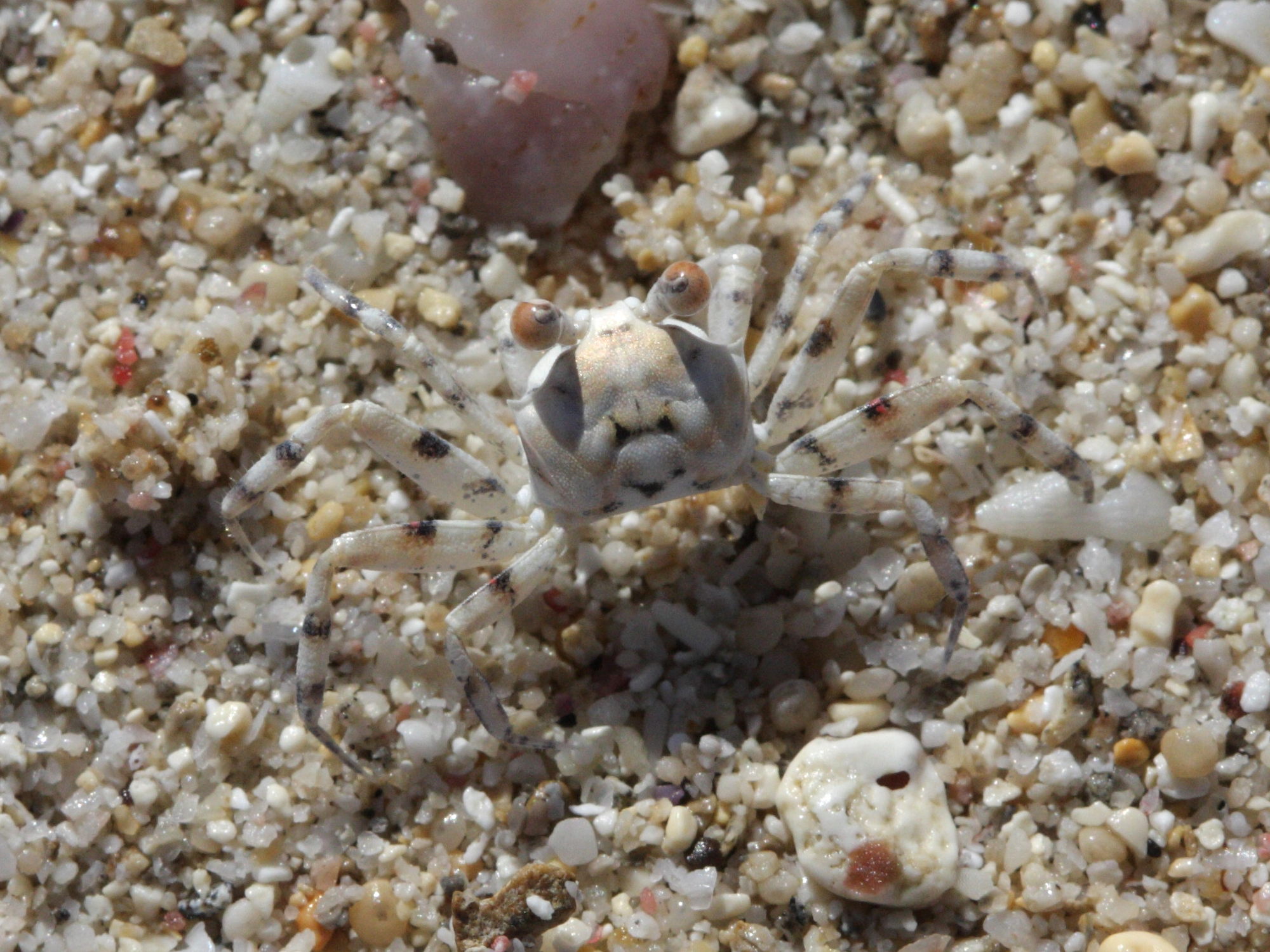 ocypode_pallidula2bd