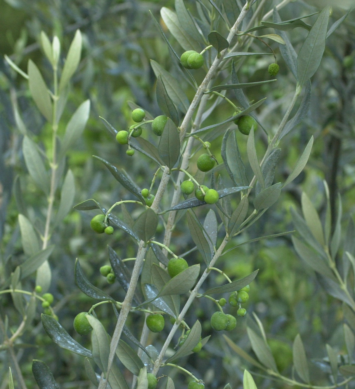 Olea_europaea