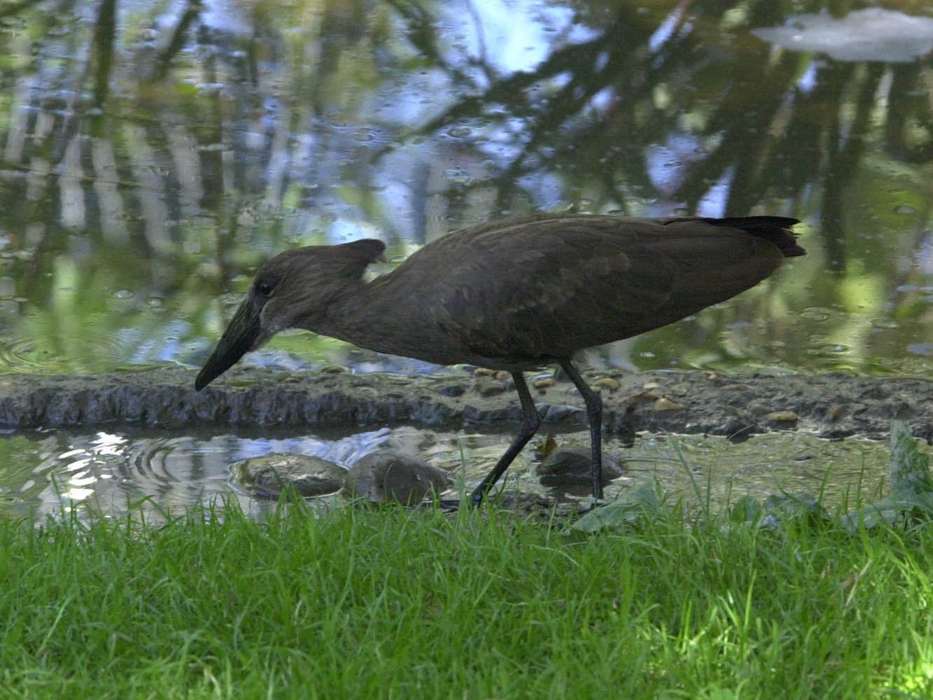 ombrette_-_scopus_umbretta1md