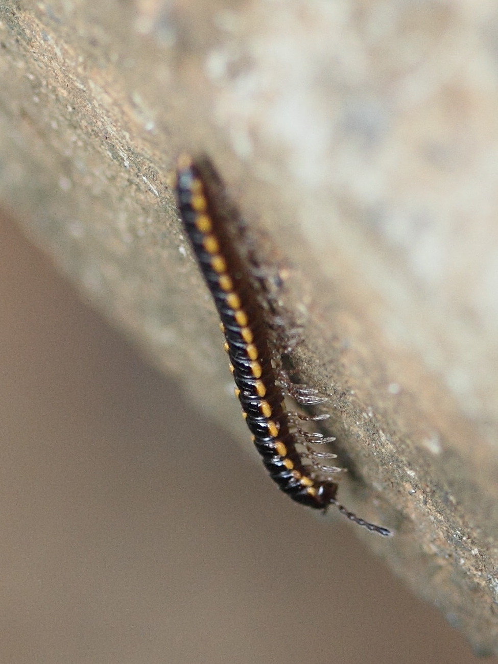 orthomorpha_coarctata1md