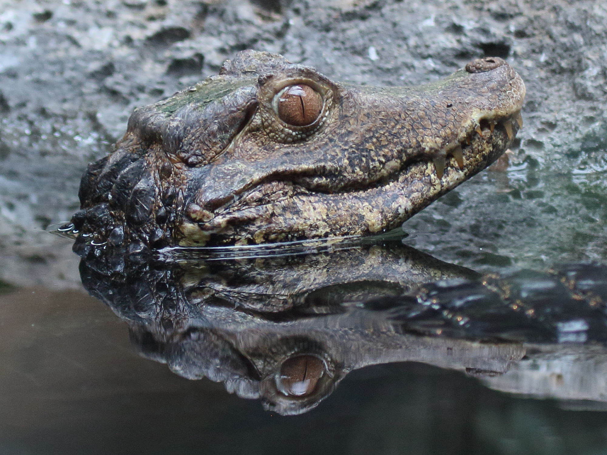 Afficher le média paleosuchus_palpebrosus2bd paleosuchus_palpebrosus2bd