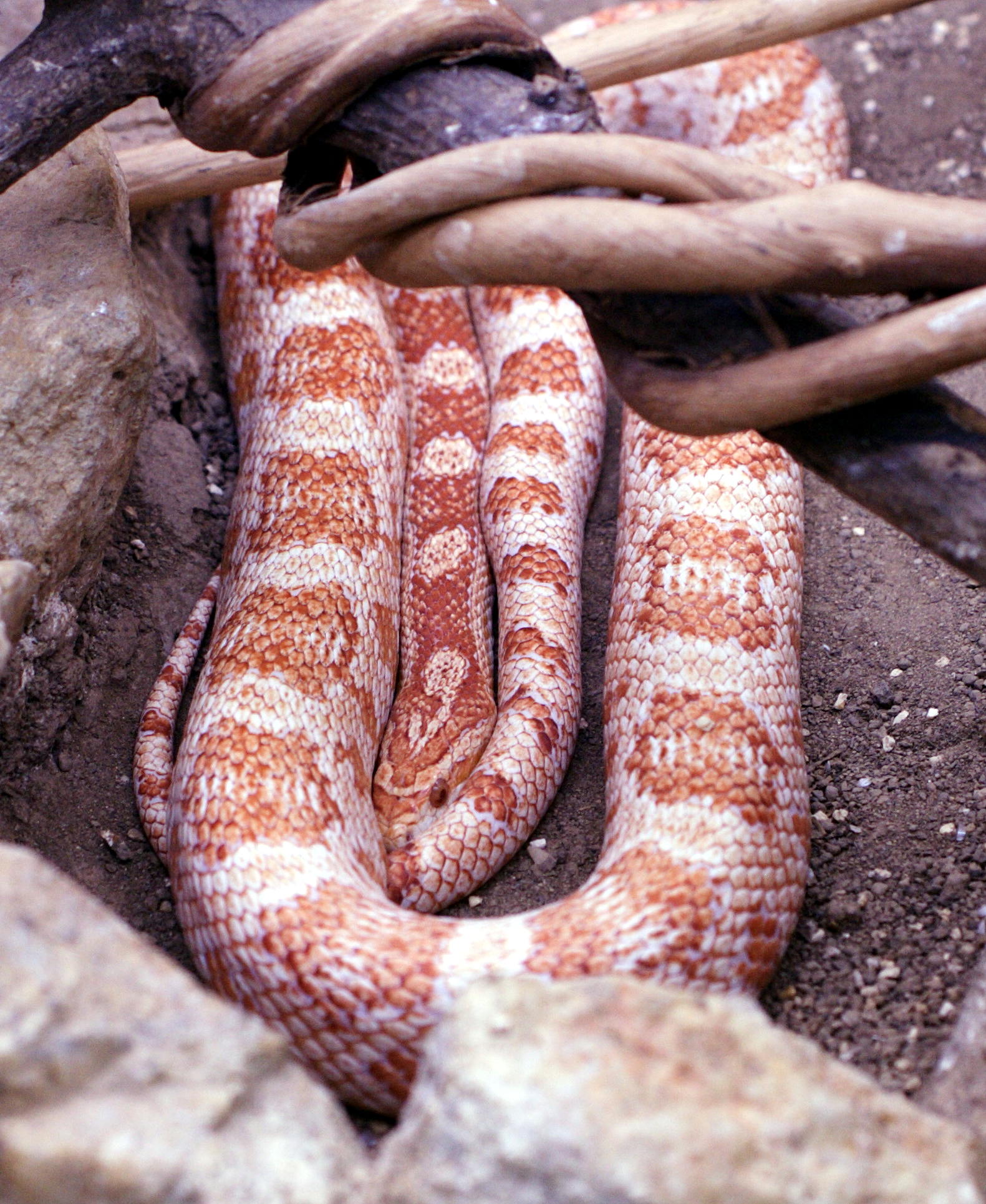 Afficher le média pantherophis_guttatus3md pantherophis_guttatus3md