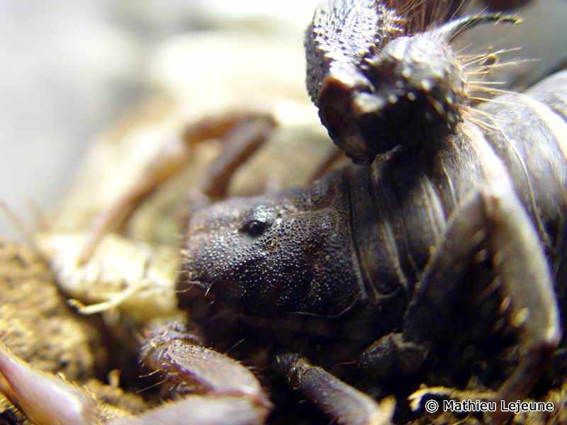 parabuthus_transvaalicus3ml