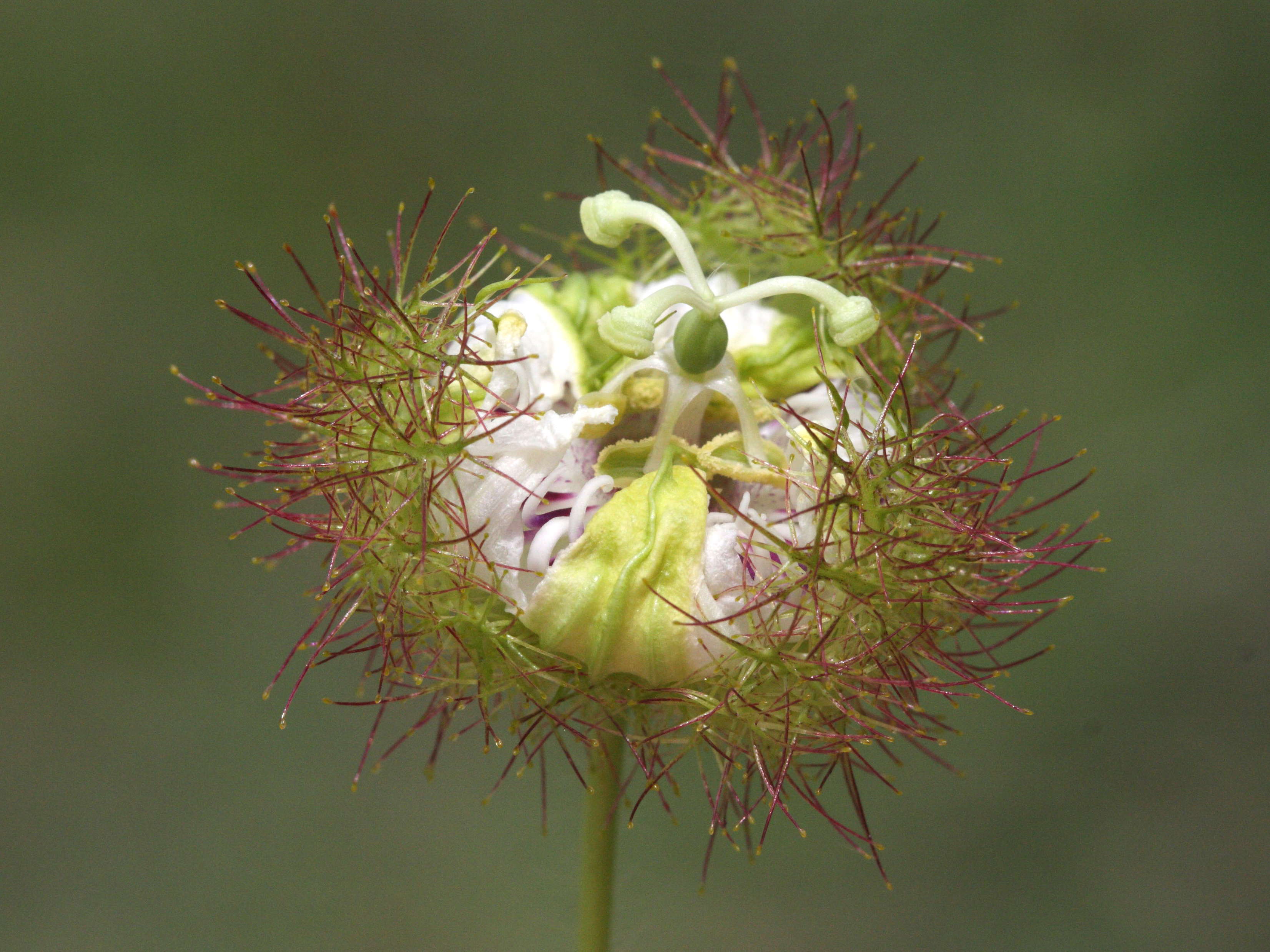 passiflora_foetida6md