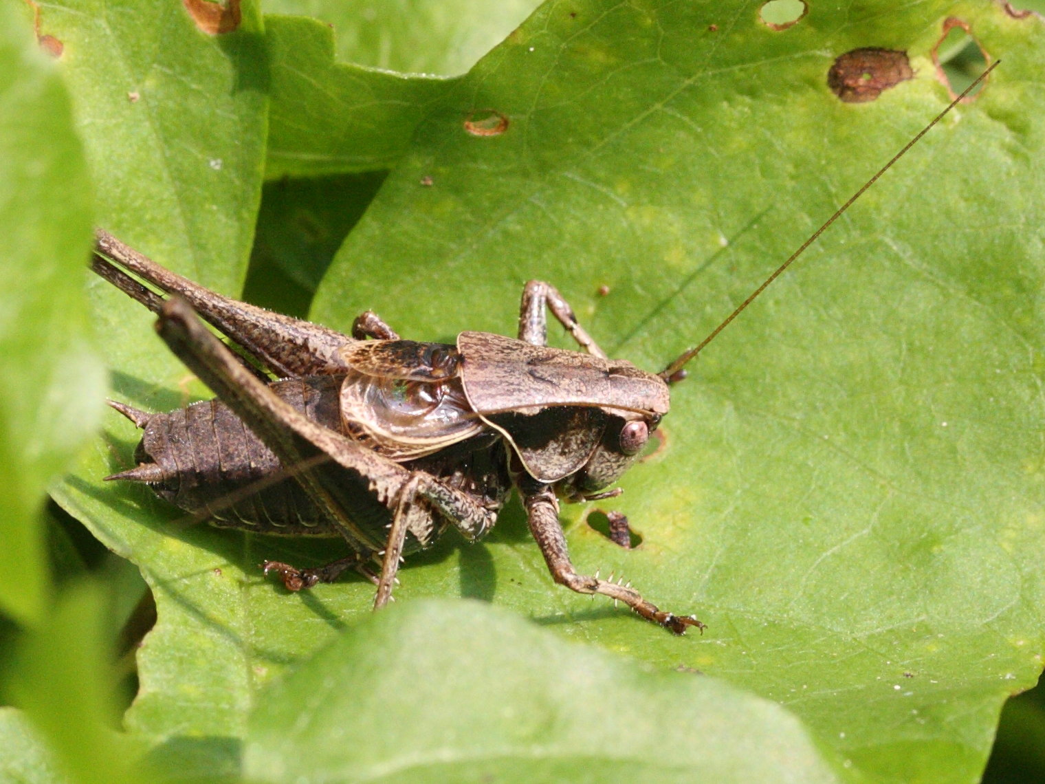 pholidoptera_griseoaptera2md