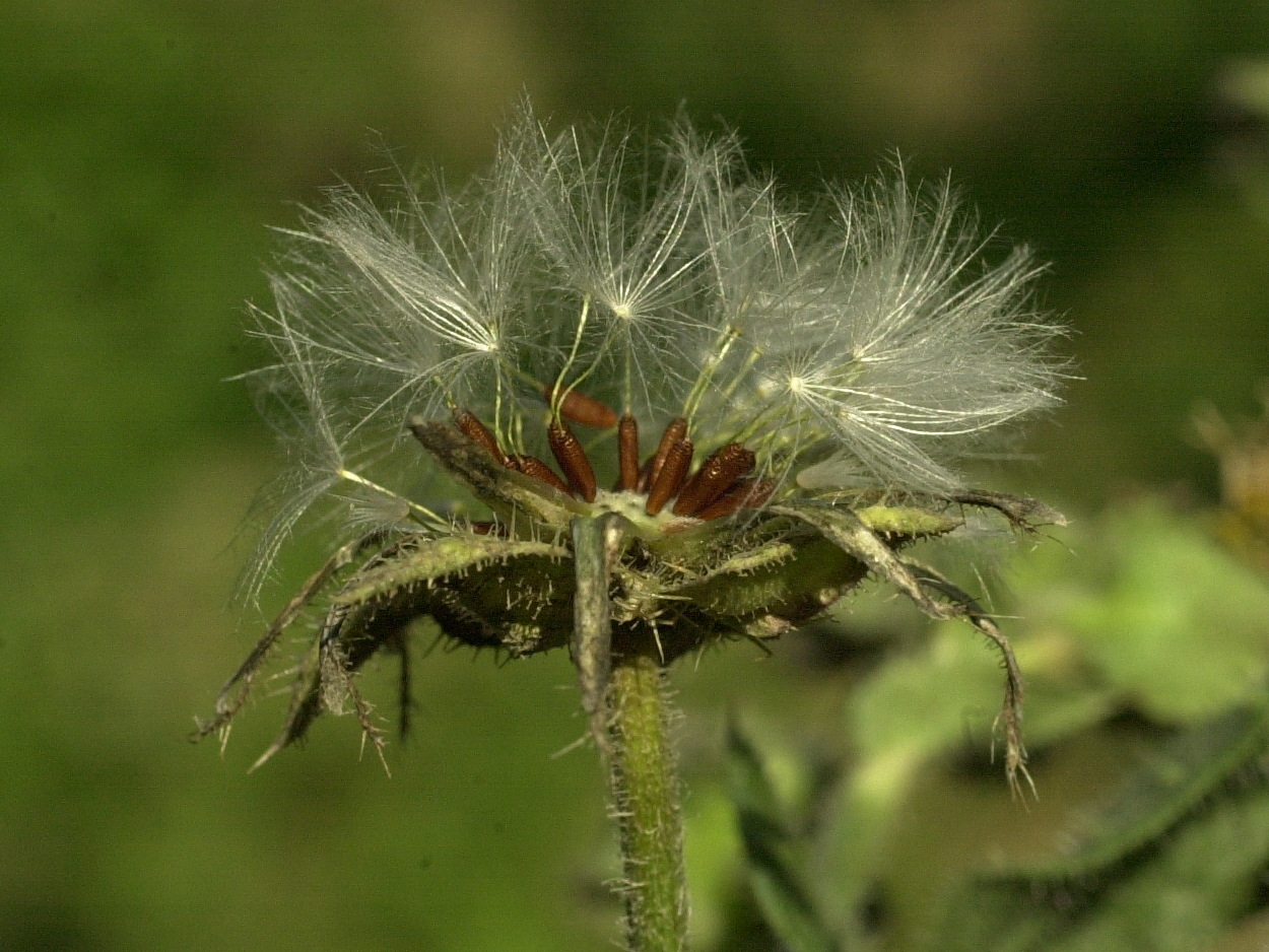 Afficher le média picris_echioides5md picris_echioides5md
