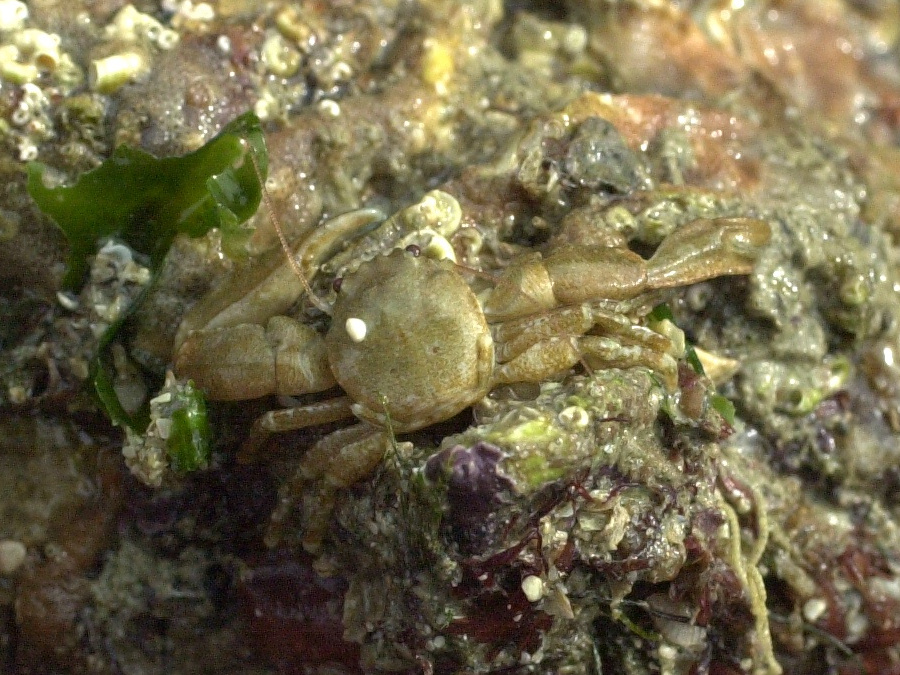 pisidia_longicornis1md