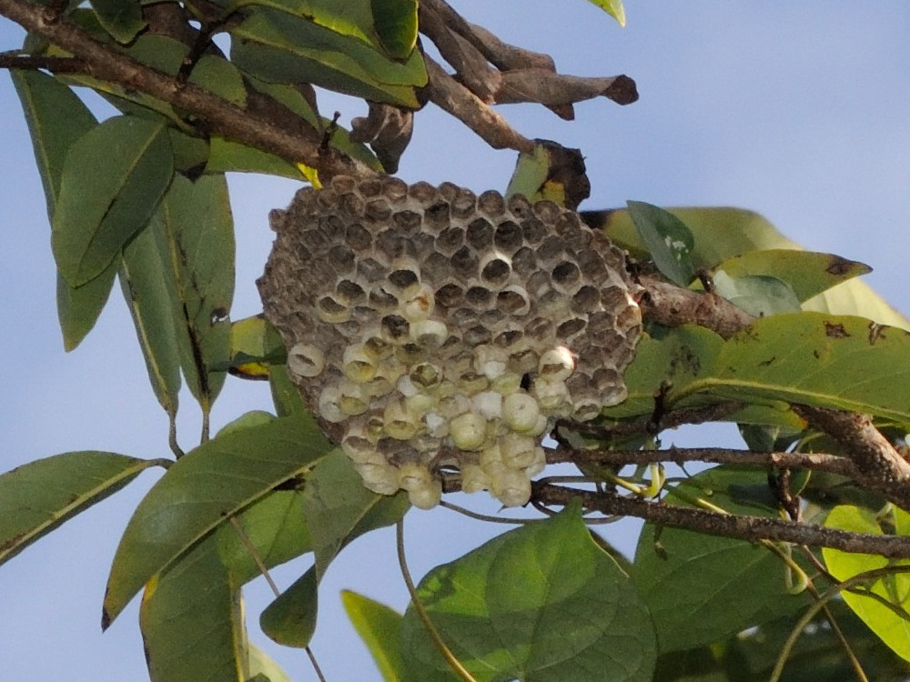 polistes_africanus2md