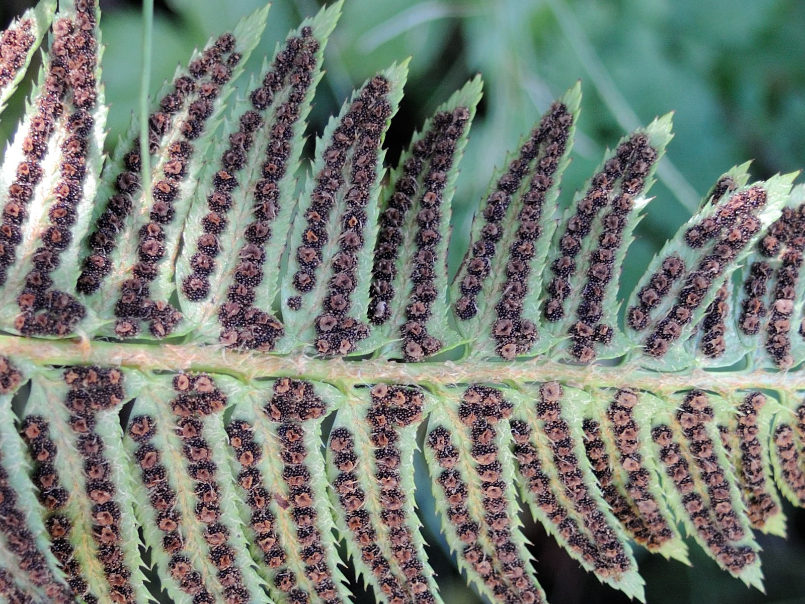 Afficher le média polystichum_lonchitis5md polystichum_lonchitis5md