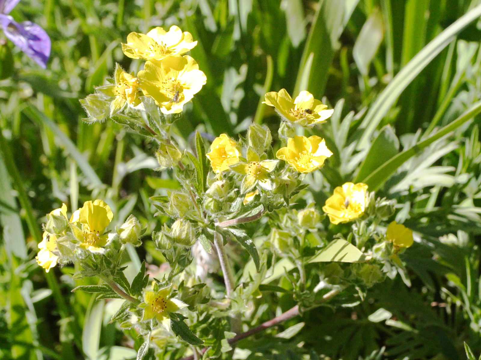 potentilla_gracilis3md