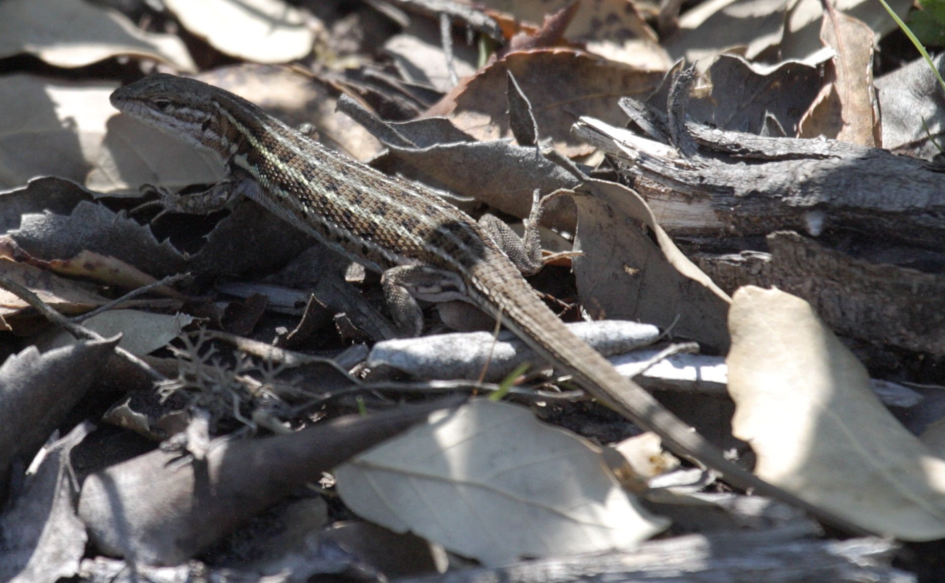 psammodromus_hispanicus1bd