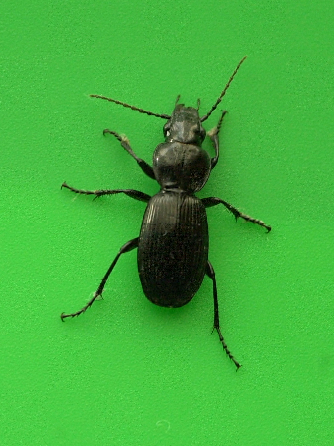 pterostichus_madidus1md