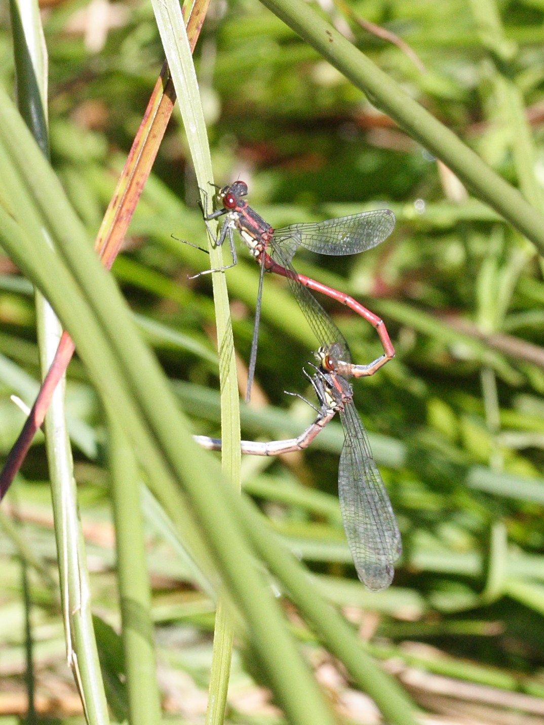 Afficher le média pyrrhosoma_nymphula1amd pyrrhosoma_nymphula1amd
