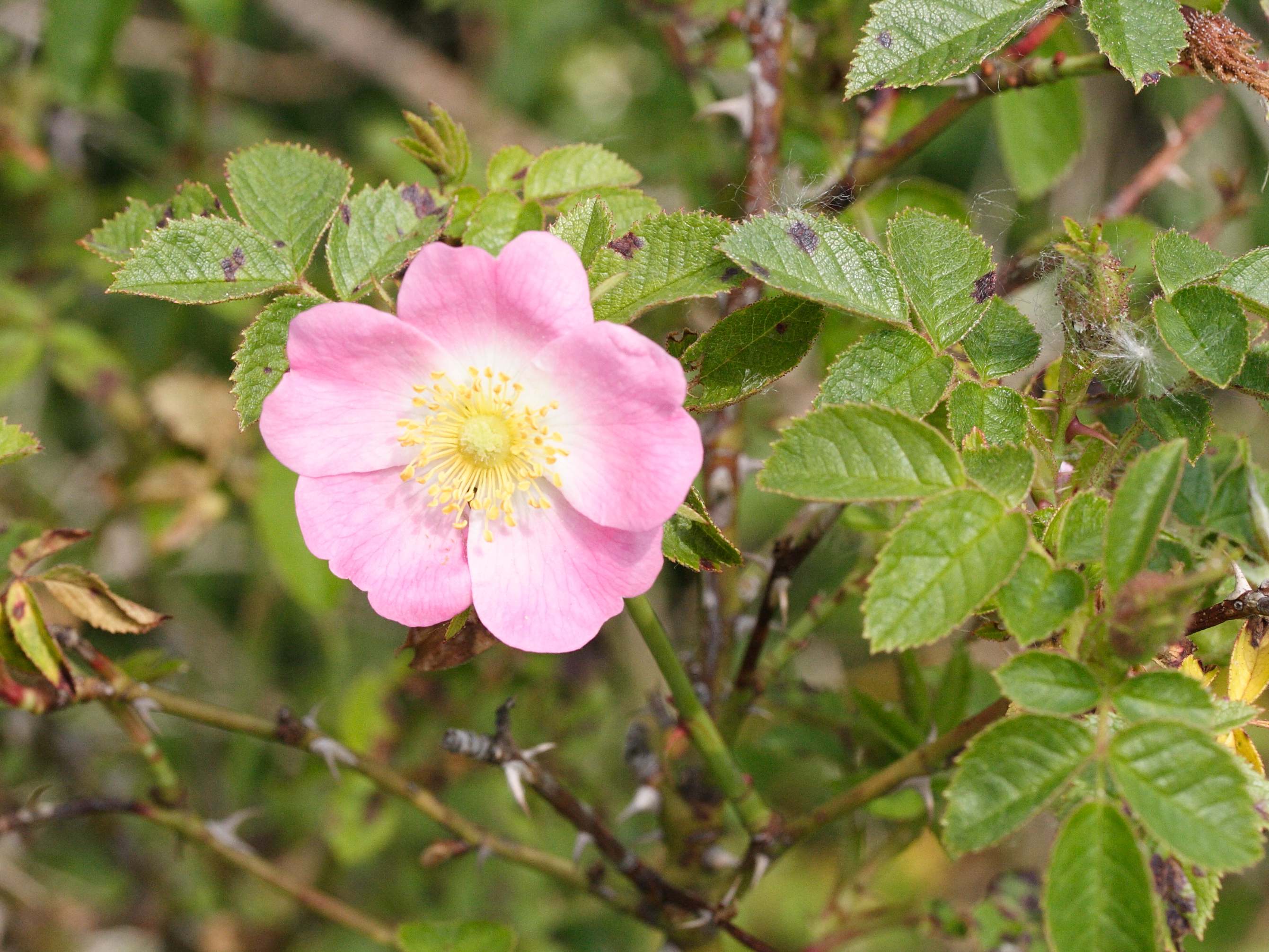 rosa_rubiginosa2md