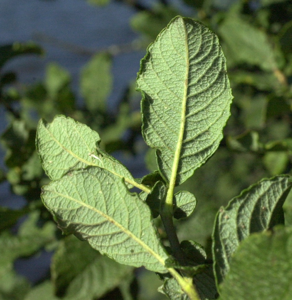 Afficher le média salix_aurita3md salix_aurita3md