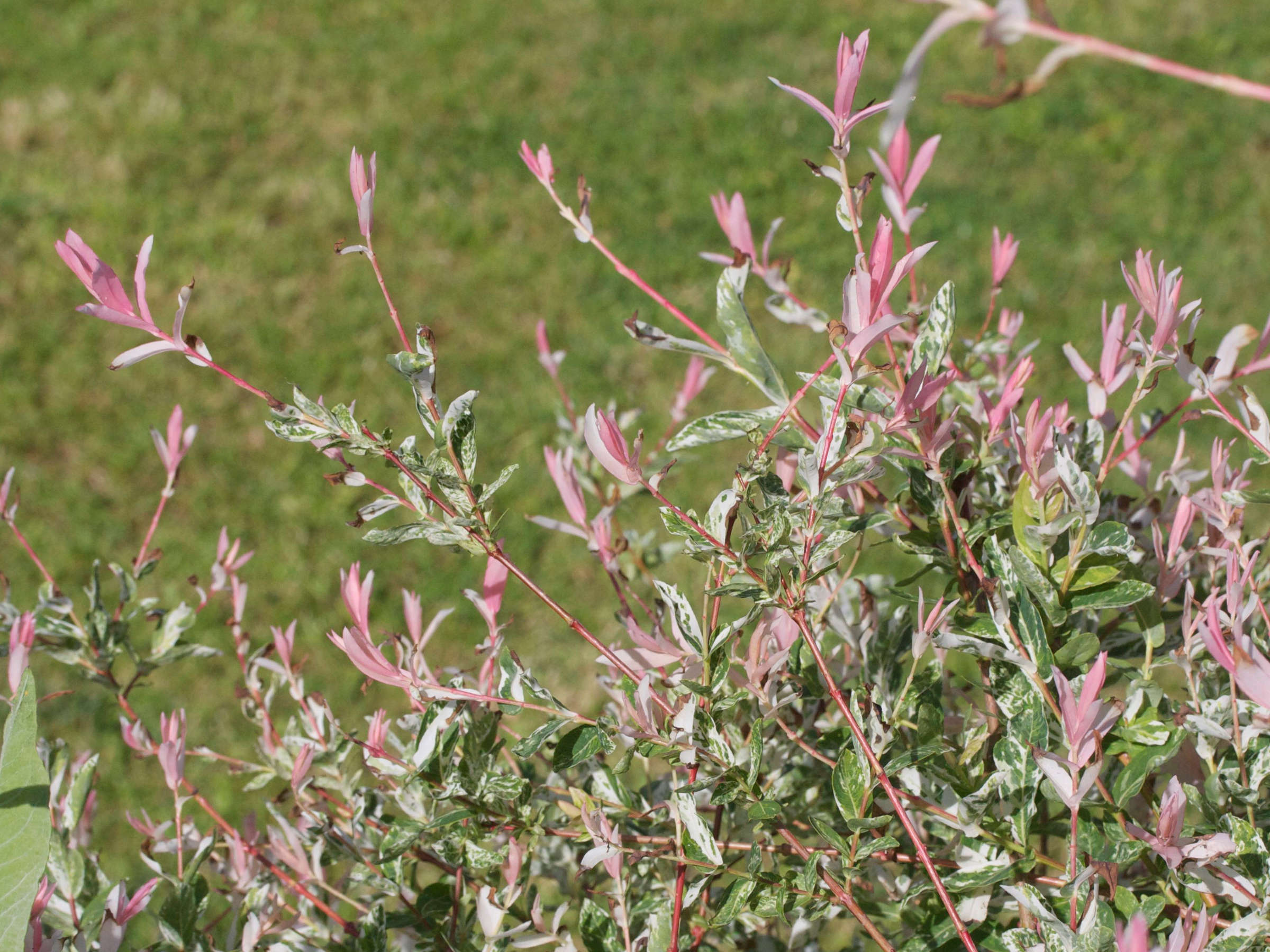 Afficher le média salix_integra_hakuro-nichiki4md salix_integra_hakuro-nichiki4md