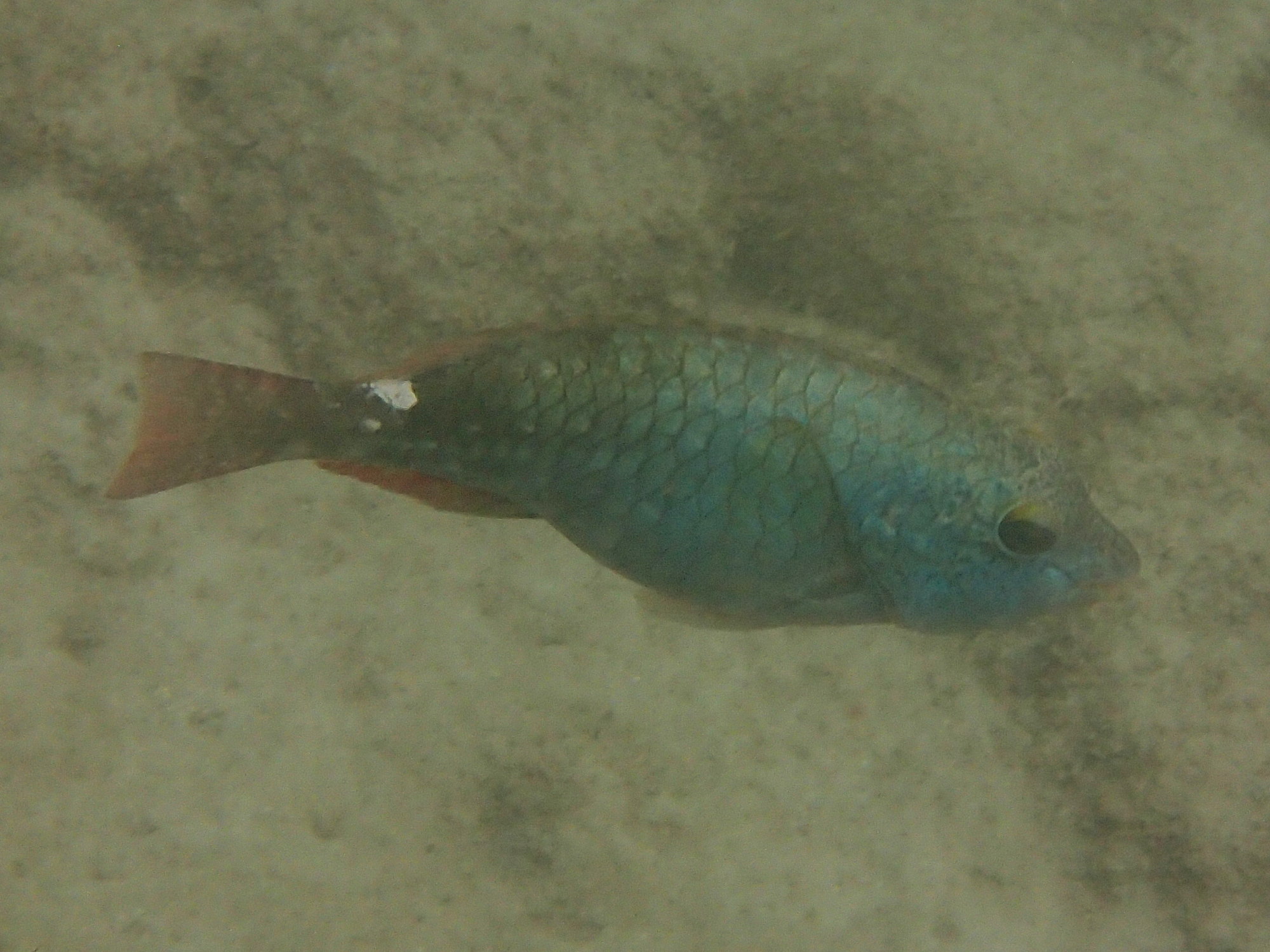 Sparisoma_aurofrenatum