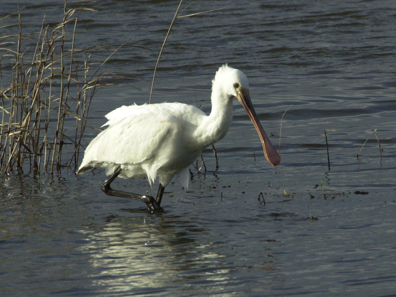 Afficher le média spatule_blanche_juv_-_platalea_leucorodia1md spatule_blanche_juv_-_platalea_leucorodia1md