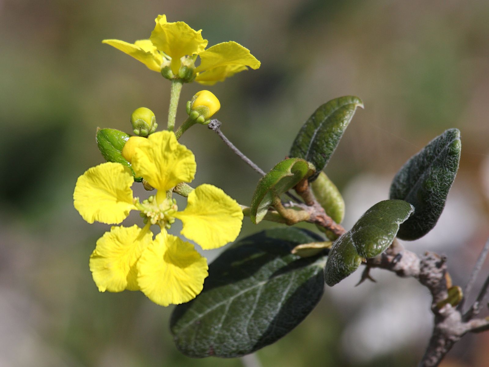 stigmaphyllon_diversifolium2sd