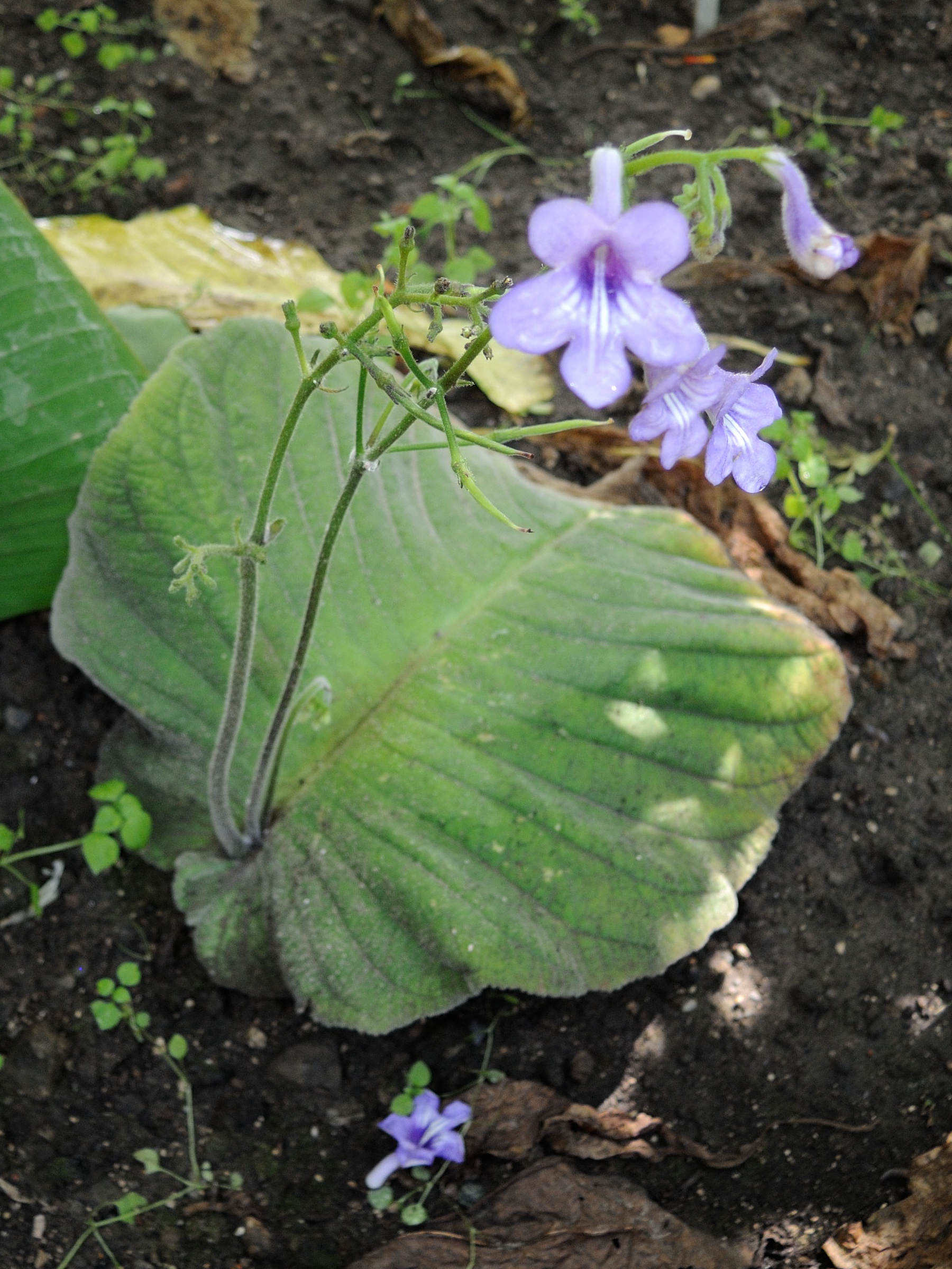 streptocarpus_wendlandii2md