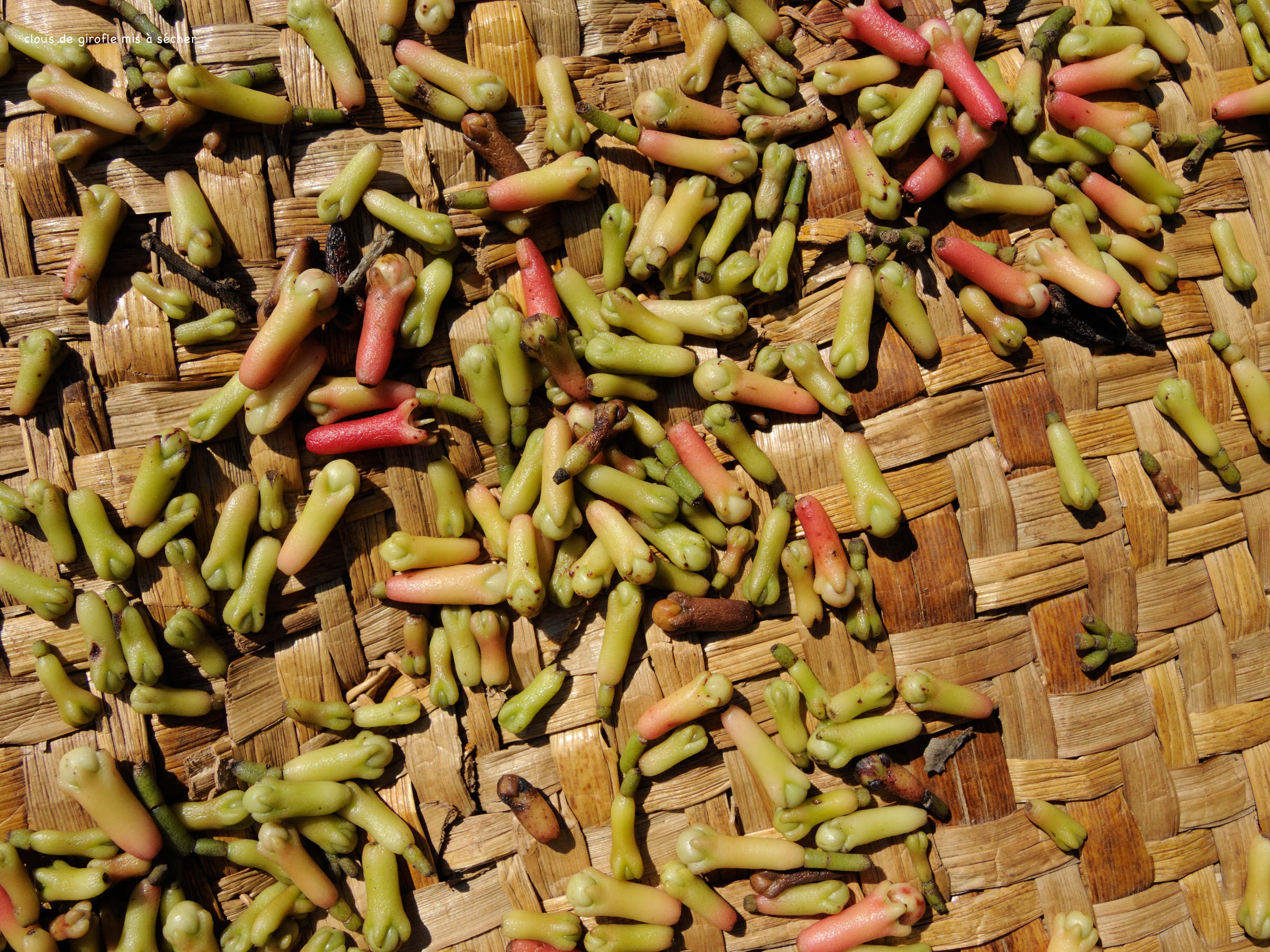 syzygium_aromaticum5md