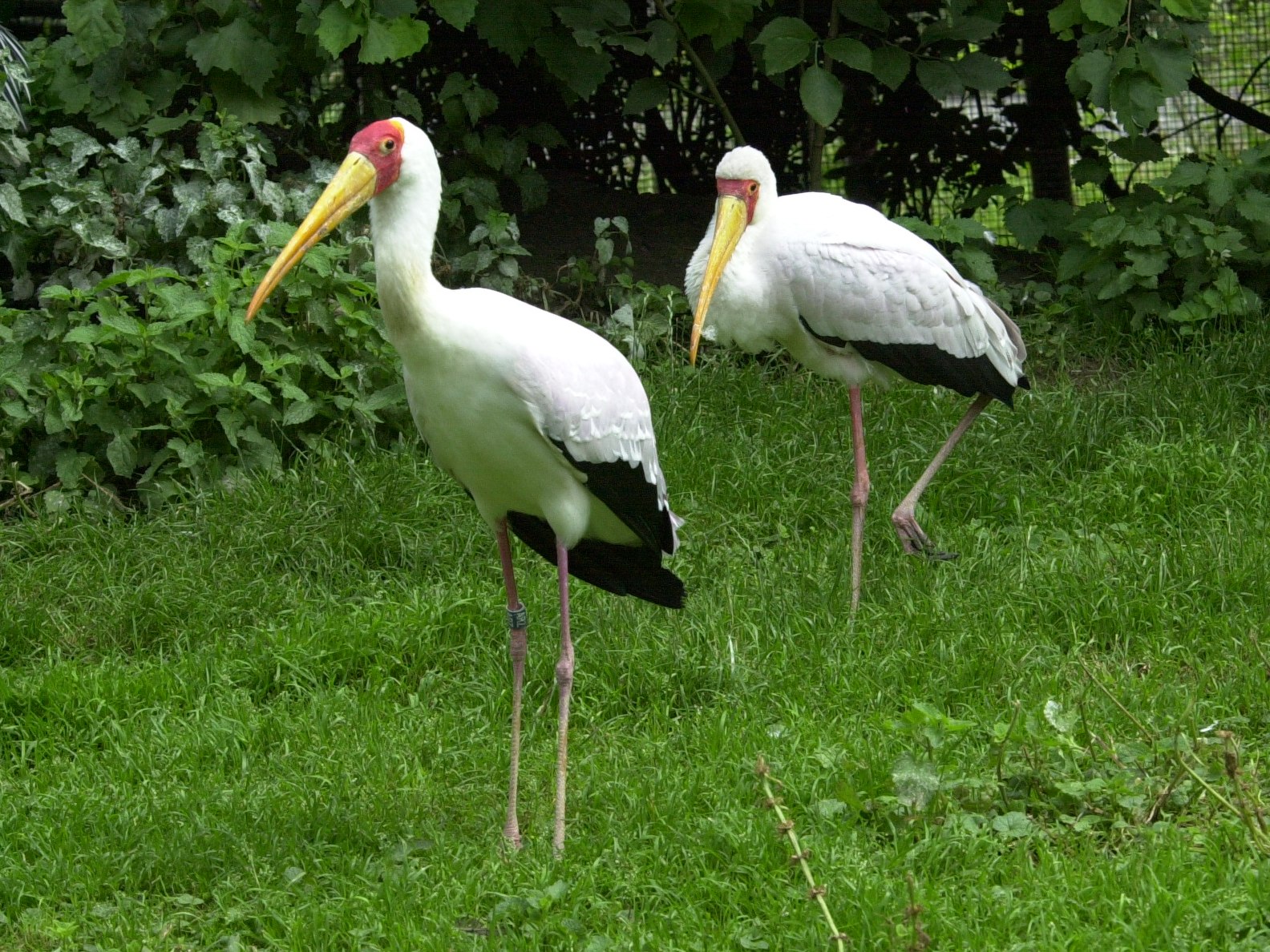 tantale_ibis_-_mycteria_ibis1md