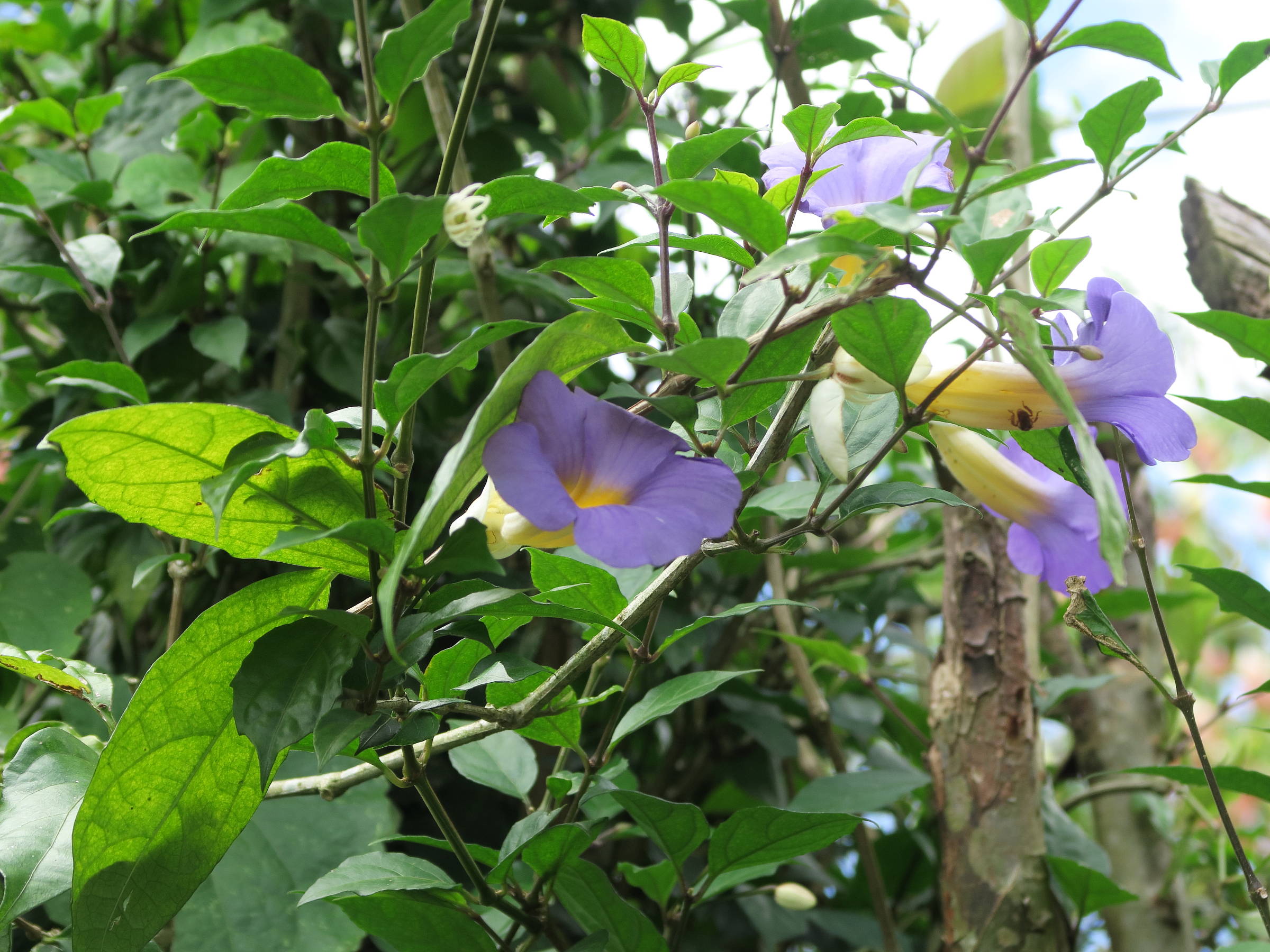 thunbergia_erecta5md