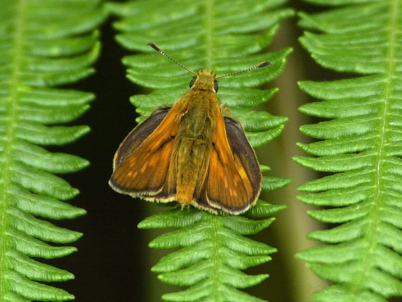 Afficher le média thymelicus_acteon2md thymelicus_acteon2md